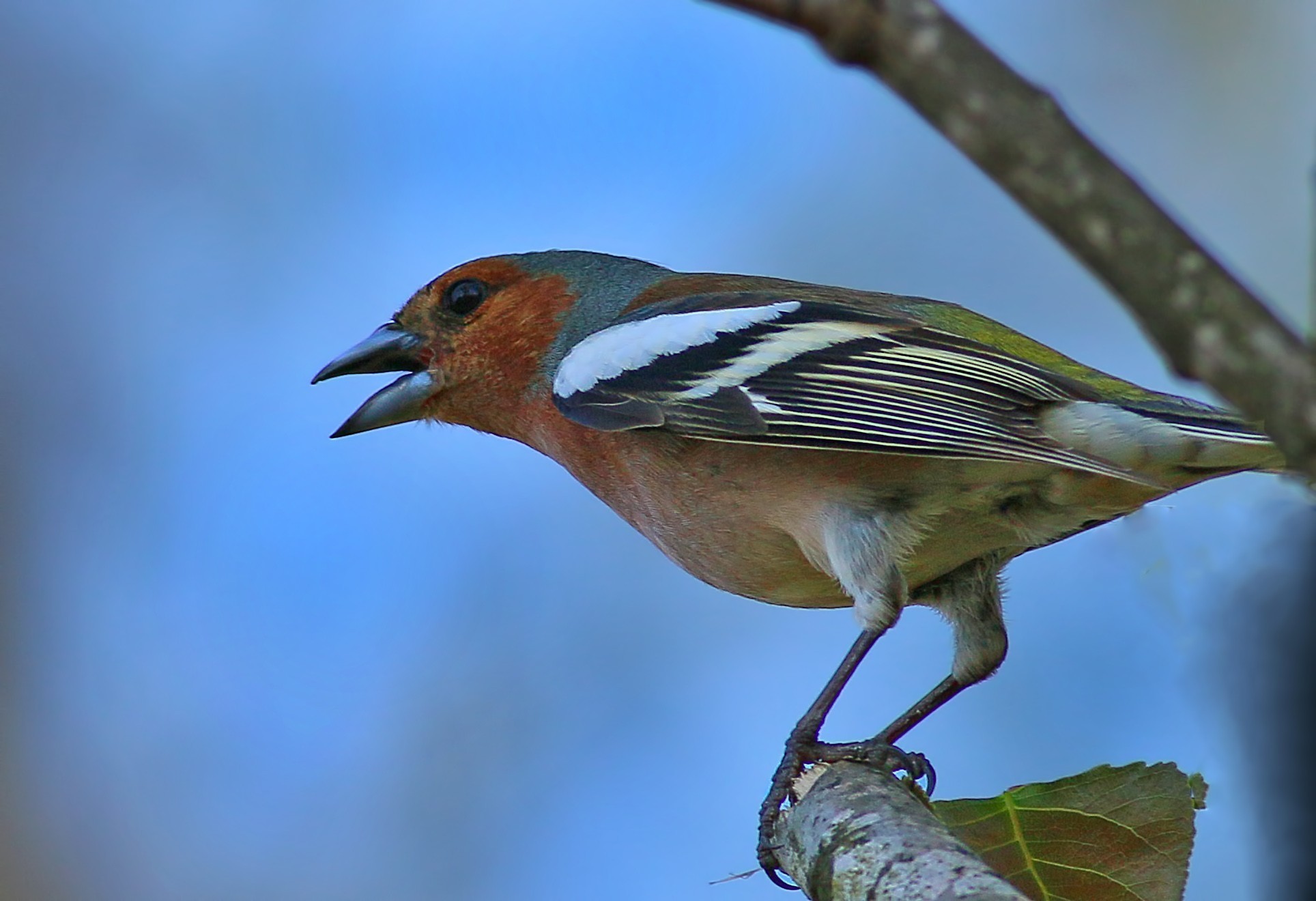 Common Chaffinch