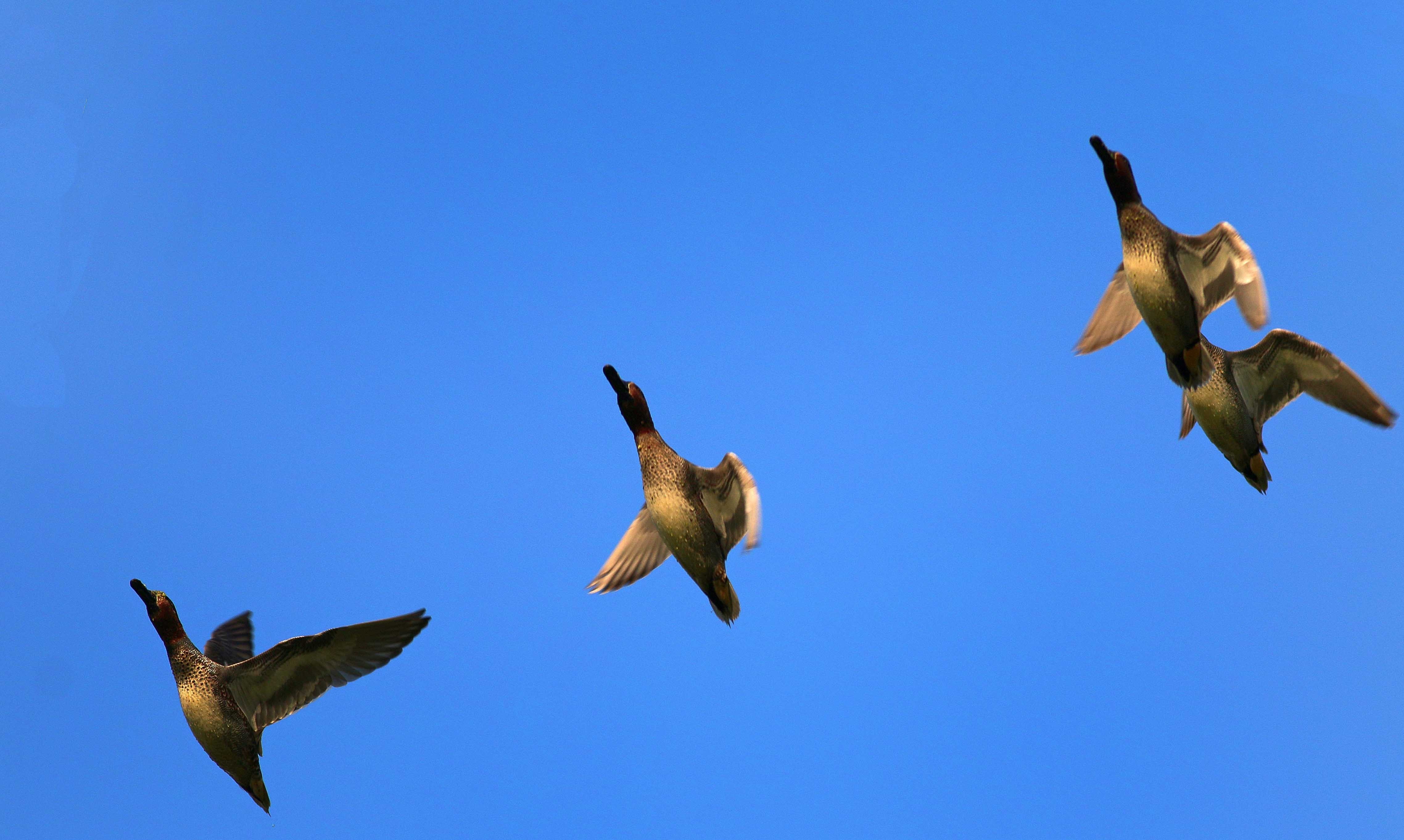 Green-winged Teal