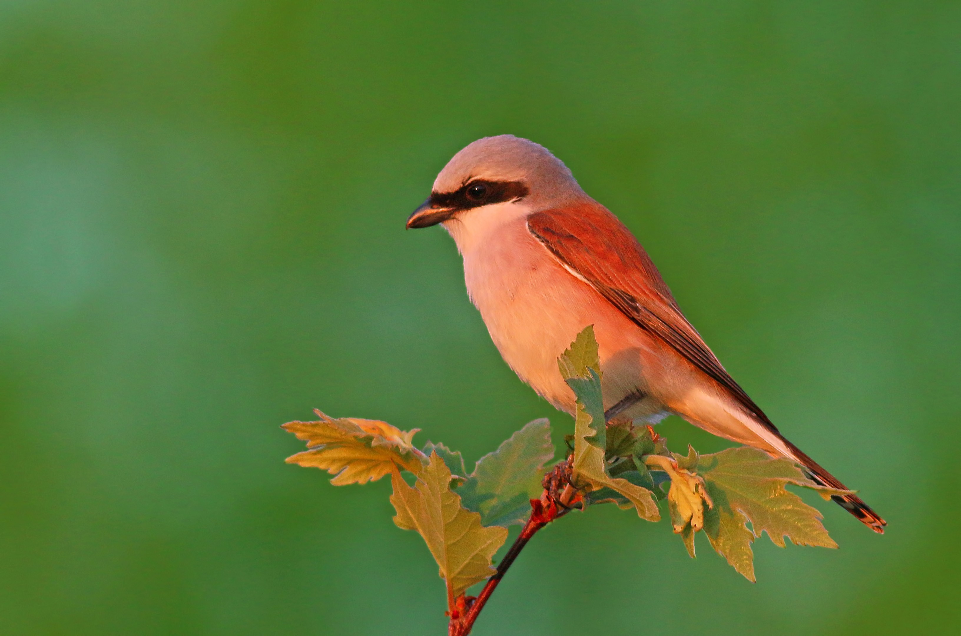 Red-backed Shrike