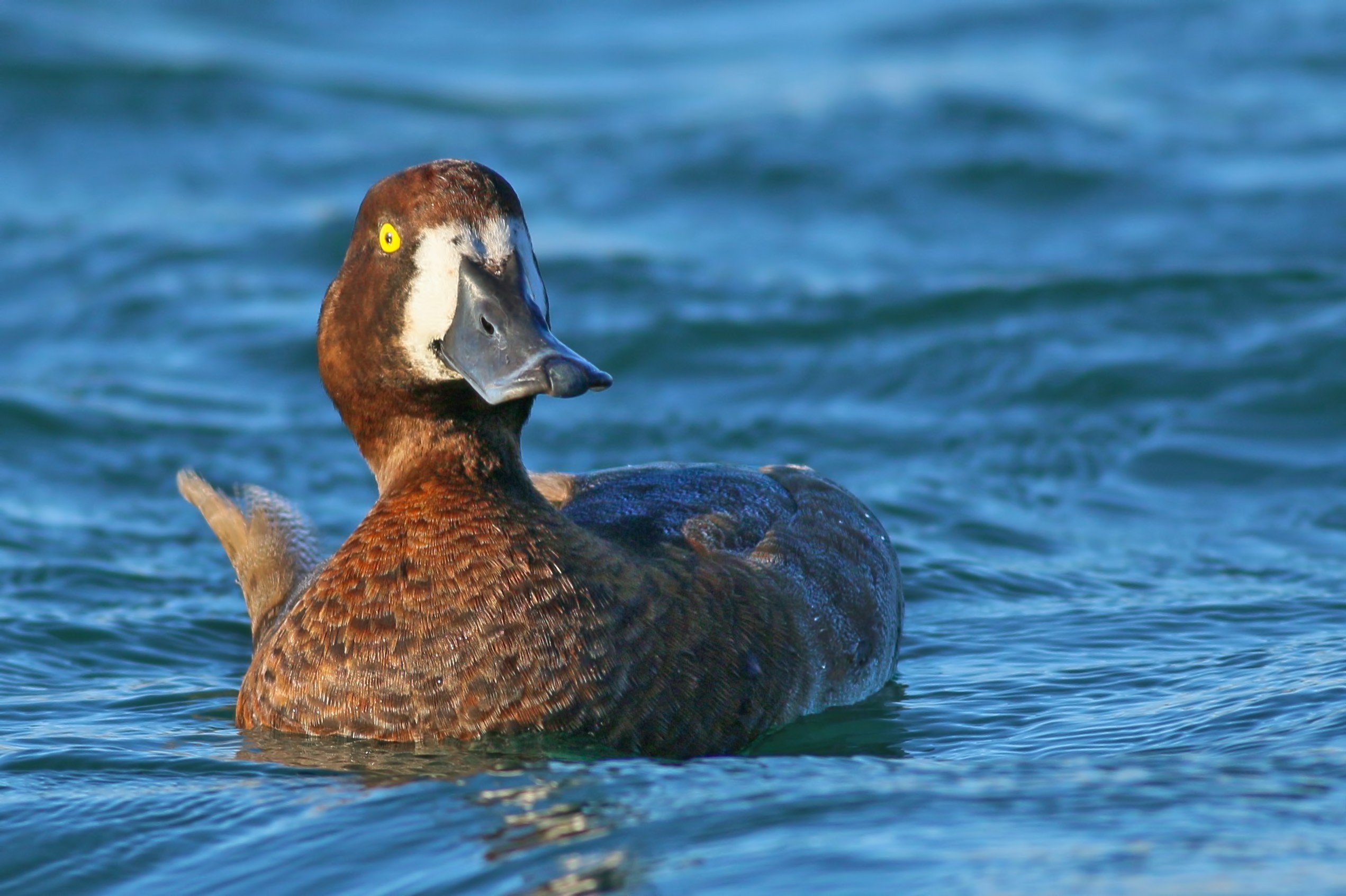 Greater Scaup