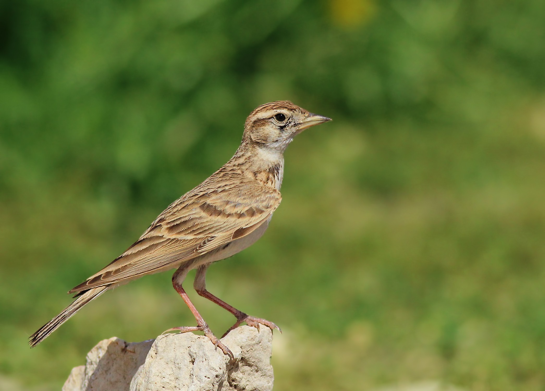 Greater Short-toed Lark