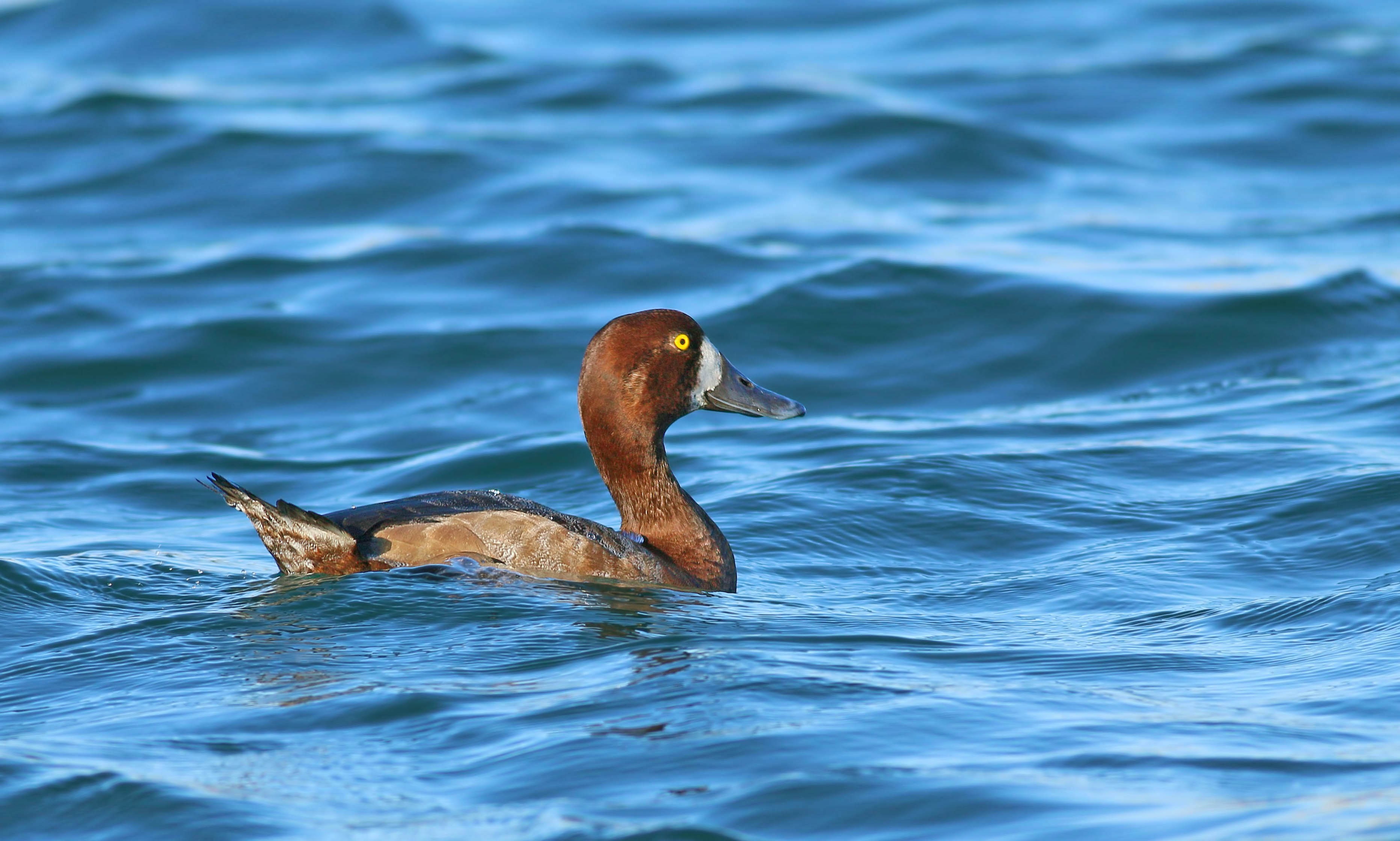 Greater Scaup