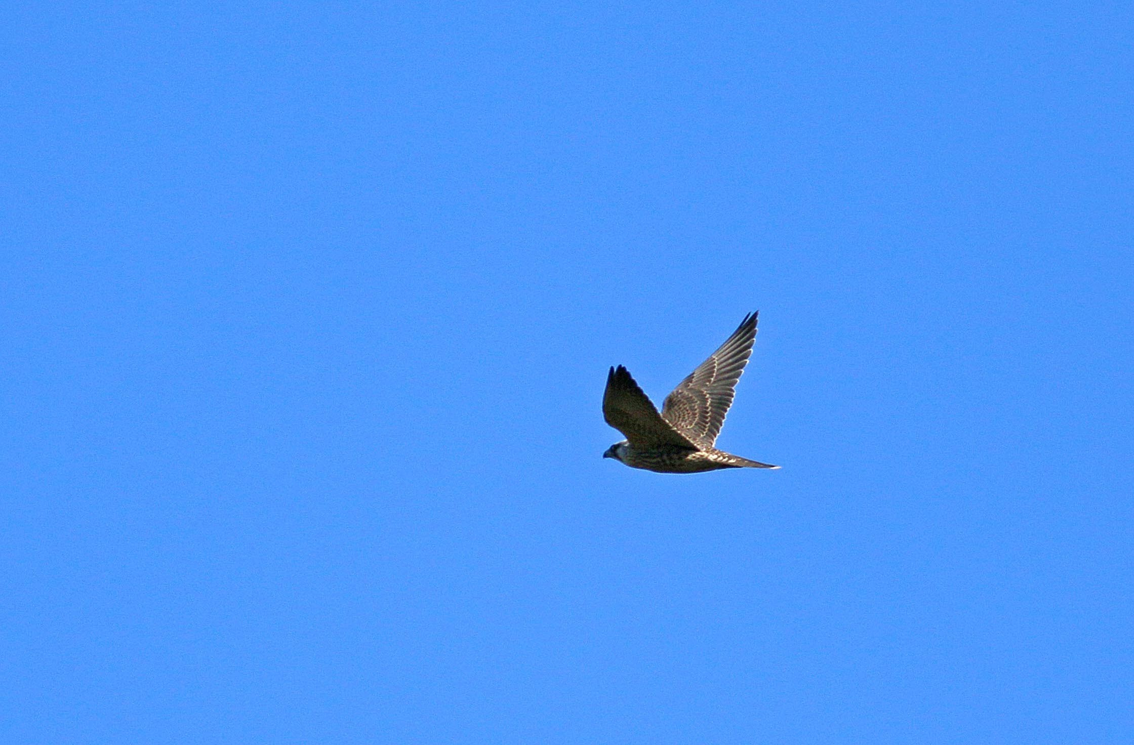 Saker Falcon
