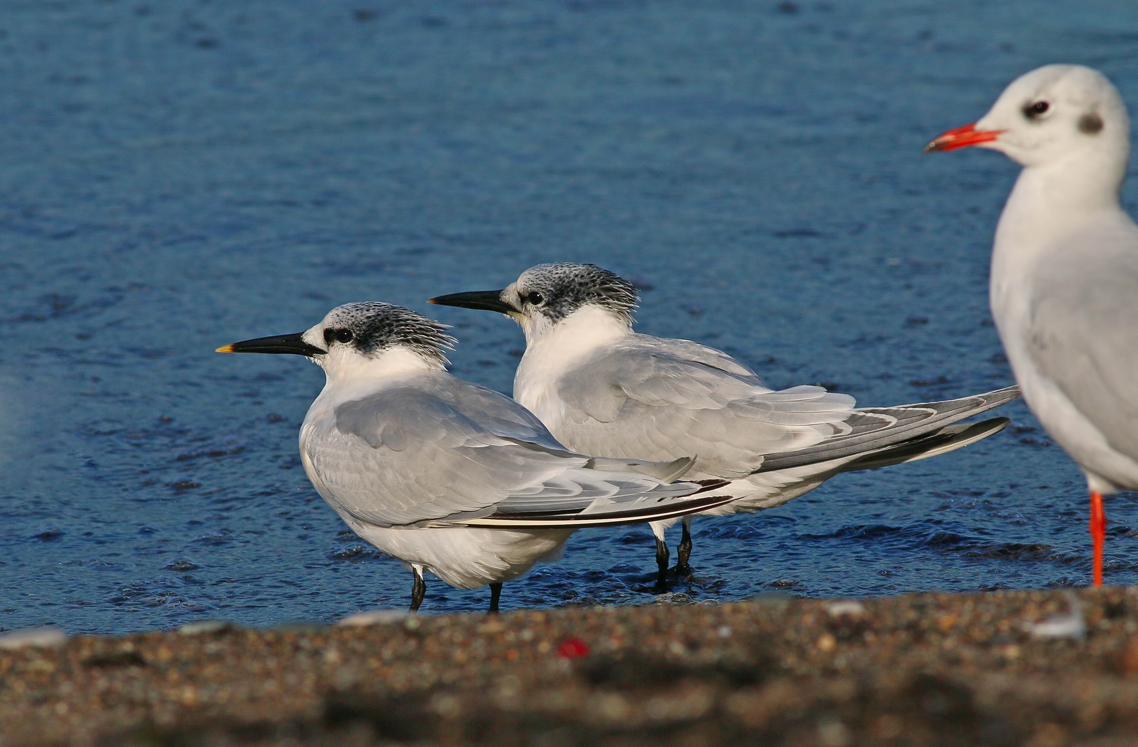 Sandwich Tern