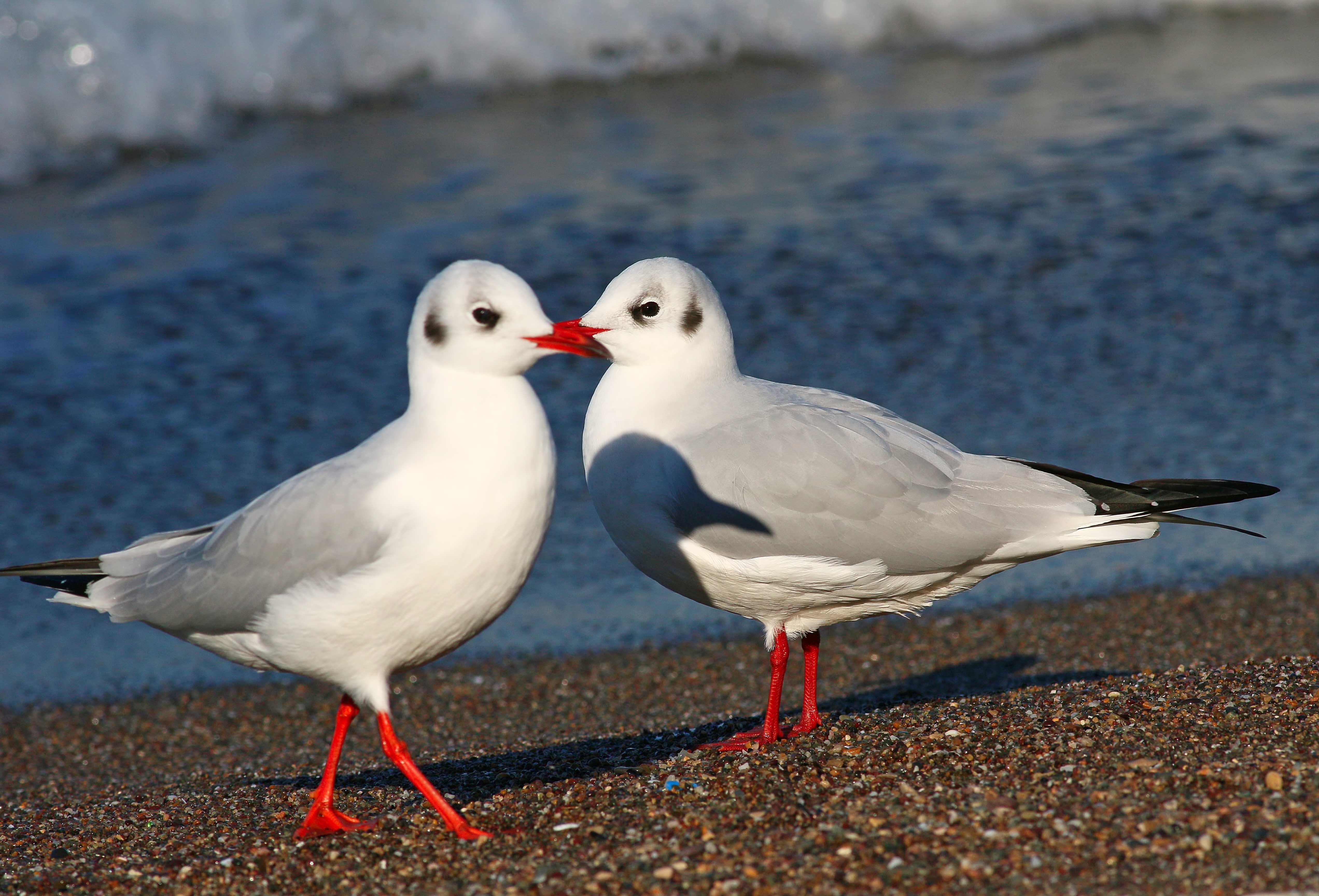 Black-headed Gull