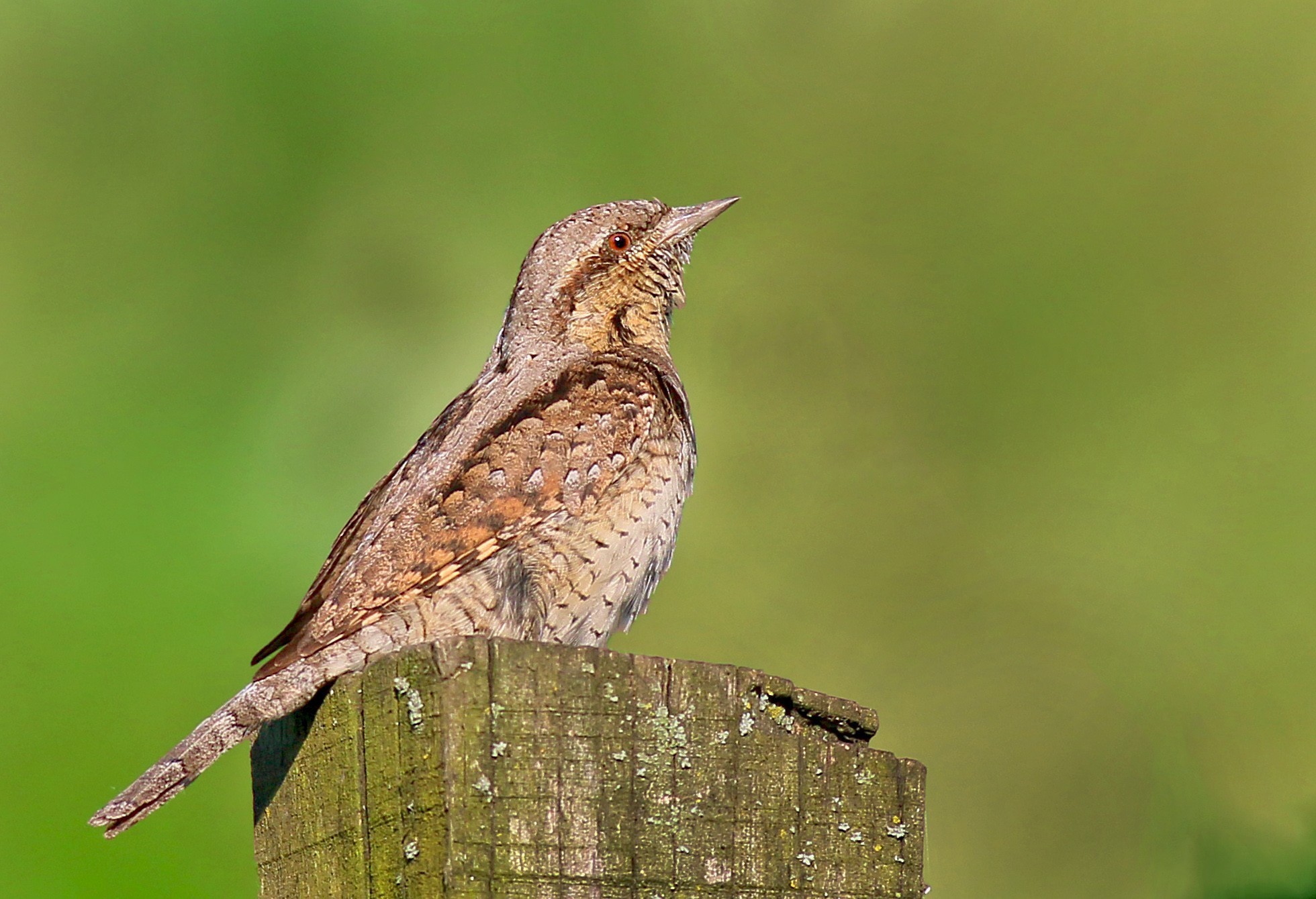 Eurasian Wryneck