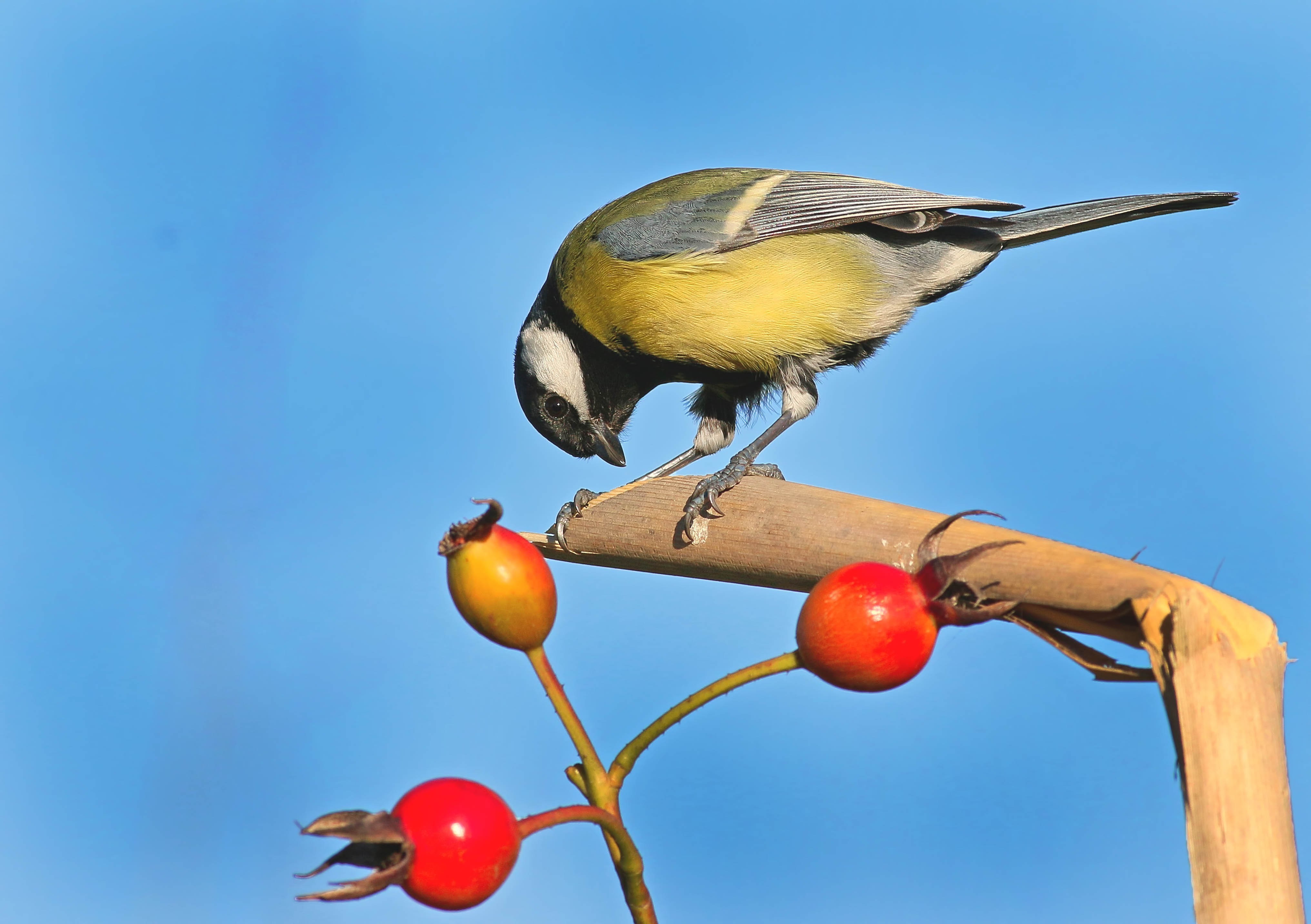 Great Tit