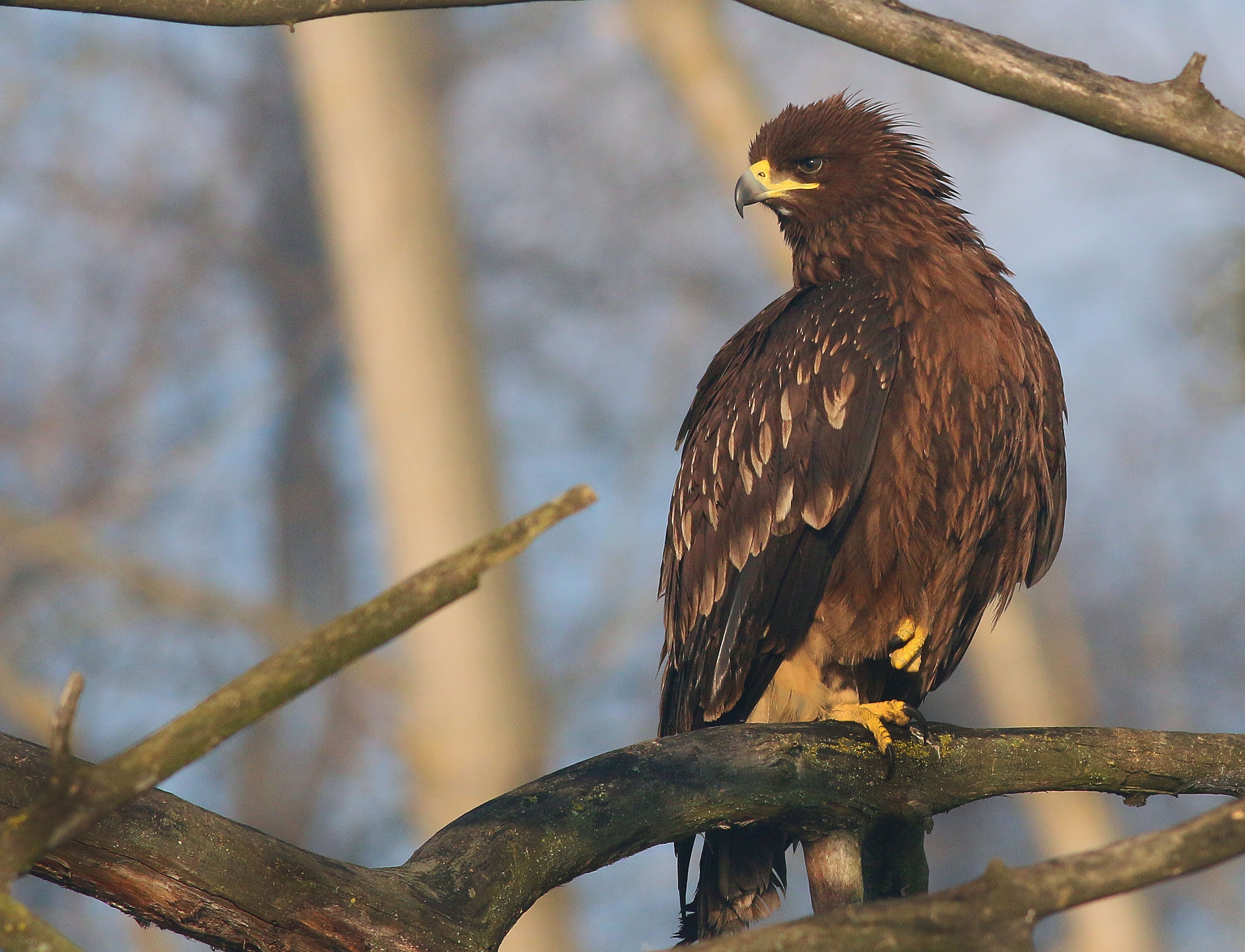 Greater Spotted Eagle