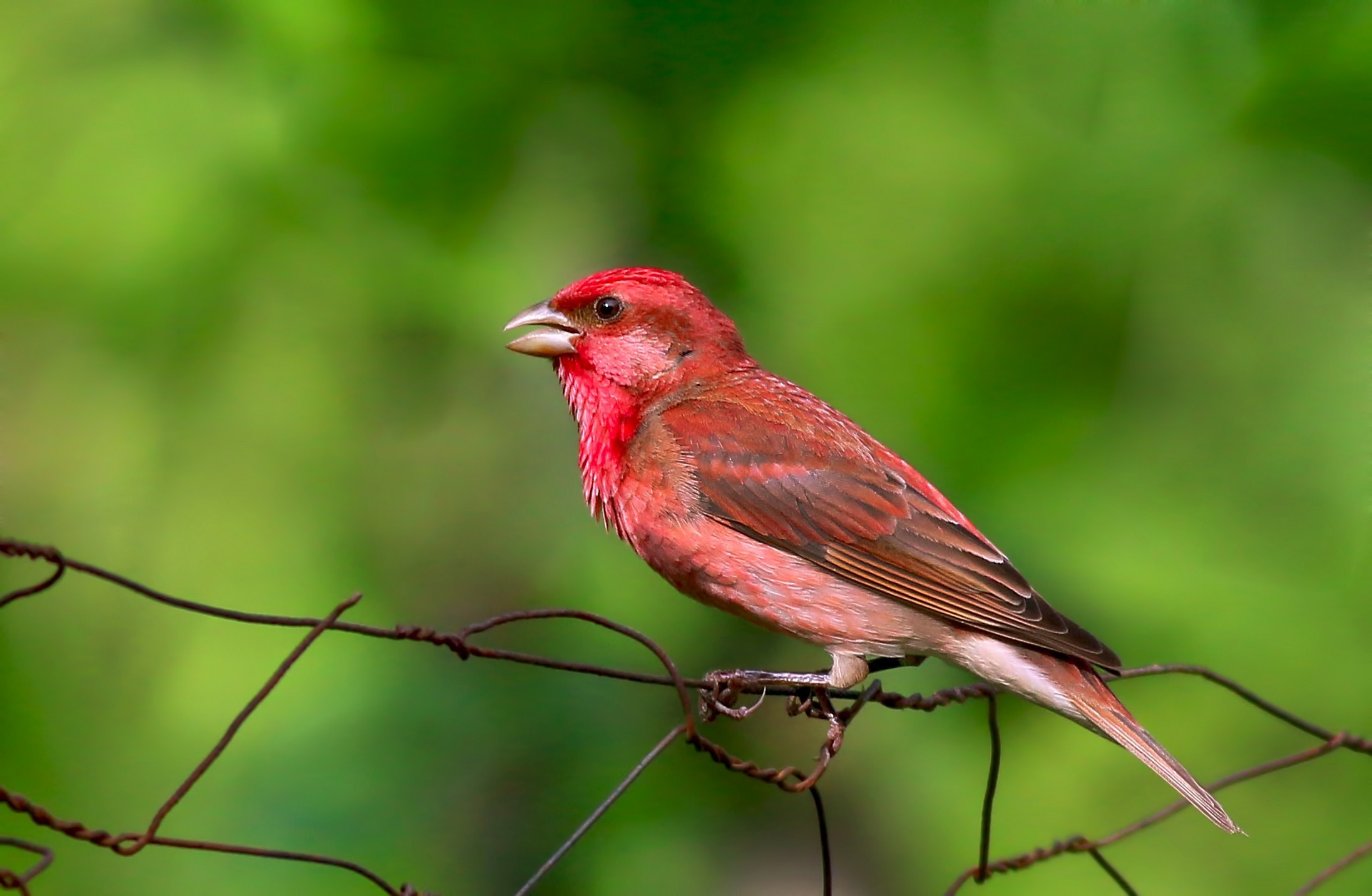 Common Rosefinch