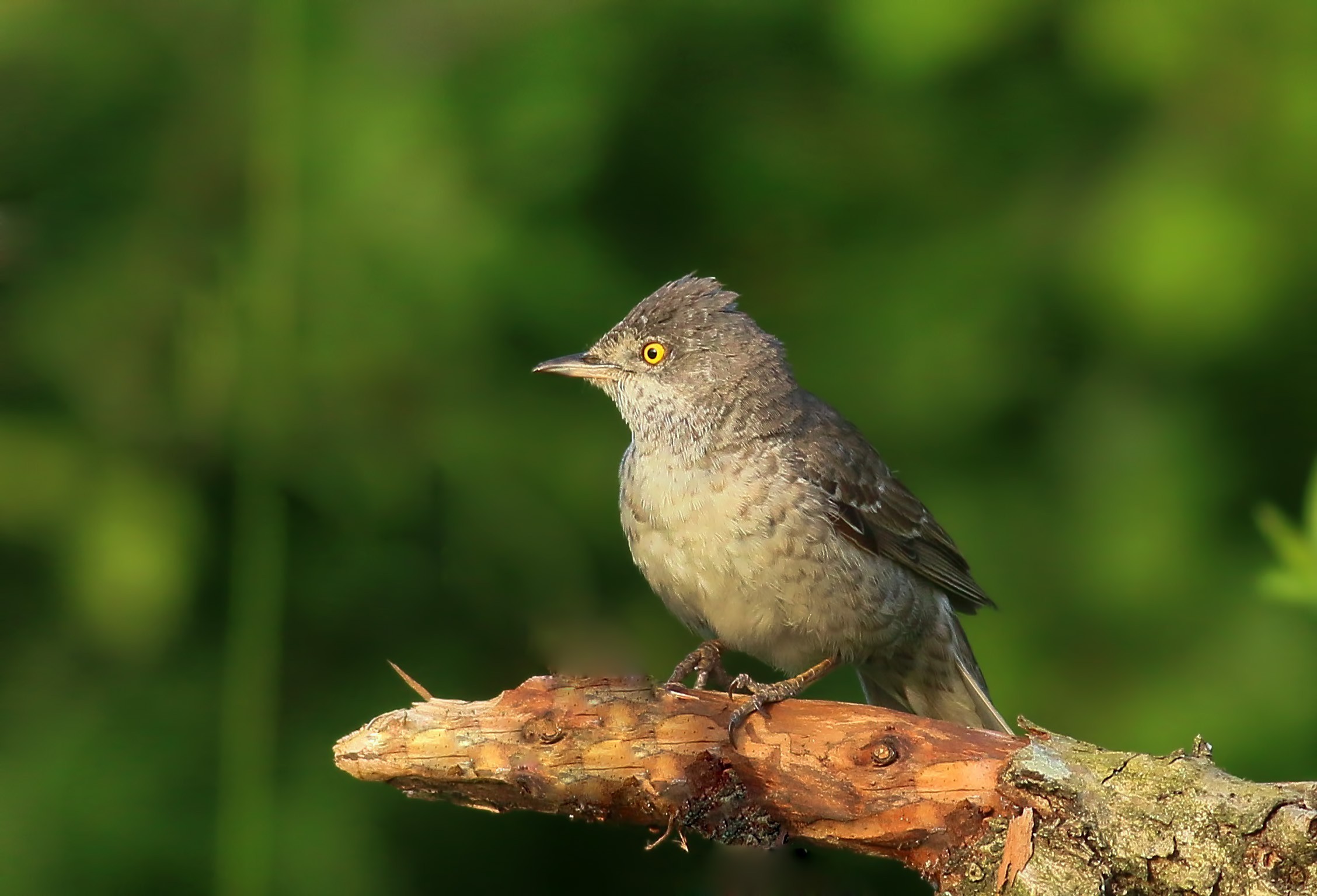 Barred Warbler