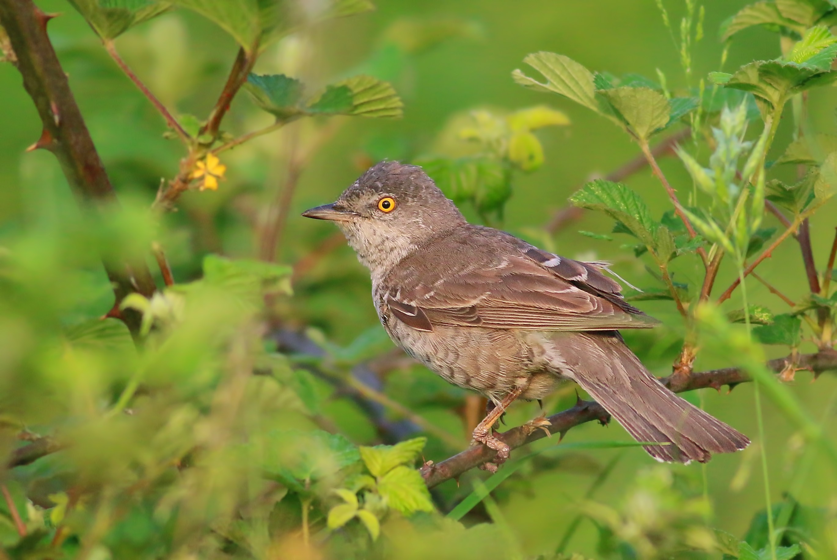 Barred Warbler