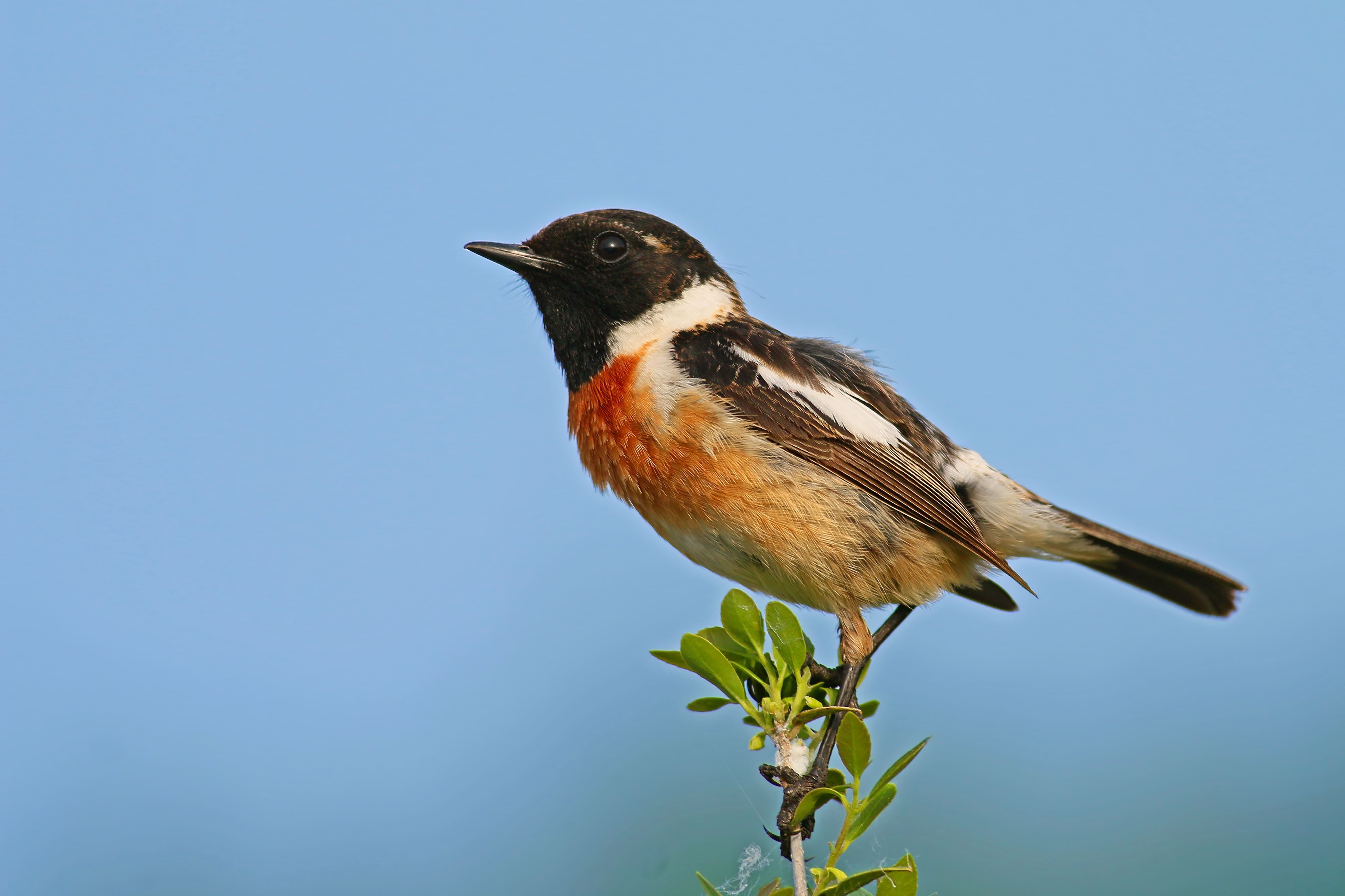 Common Stonechat