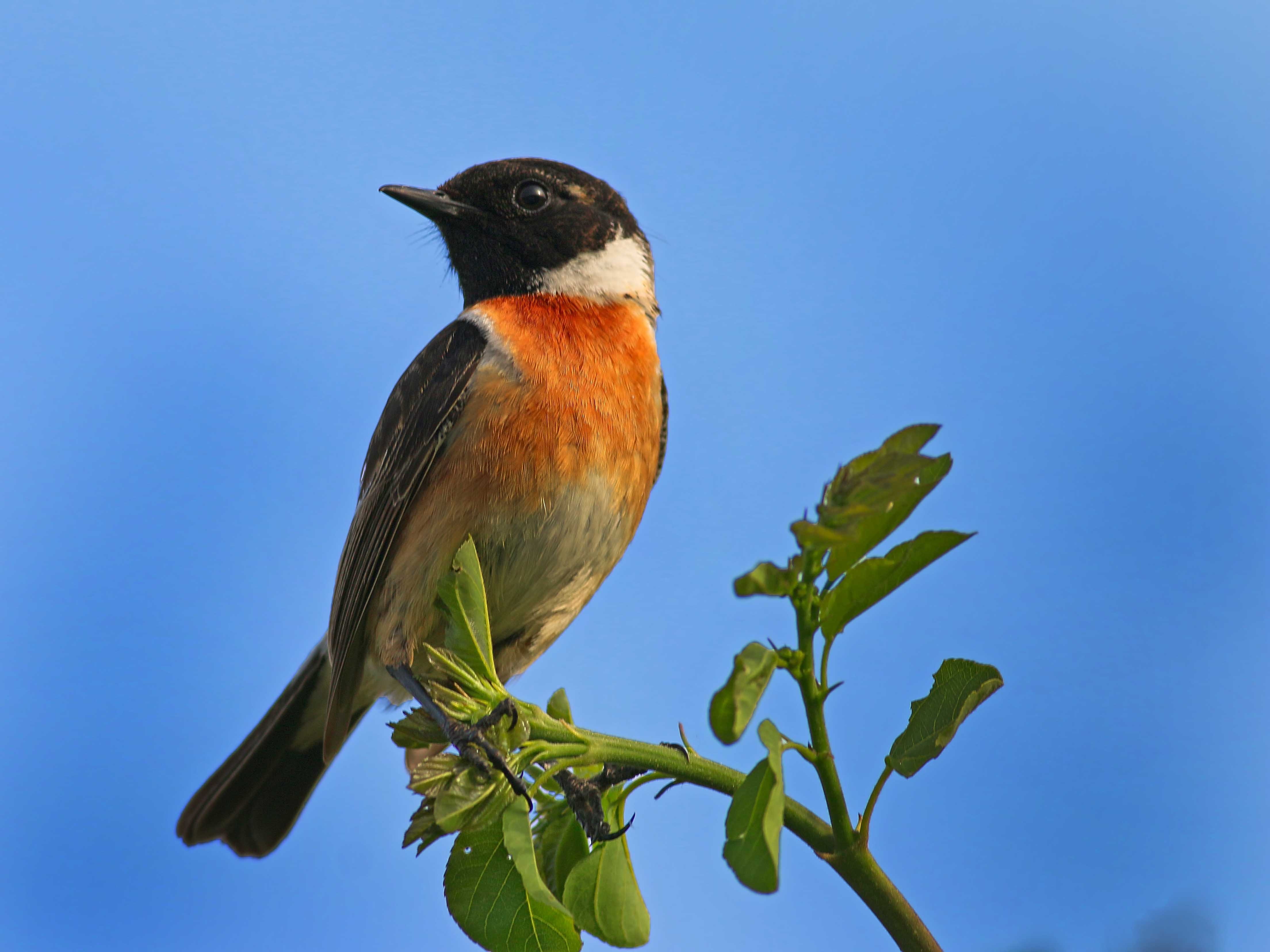 European Stonechat