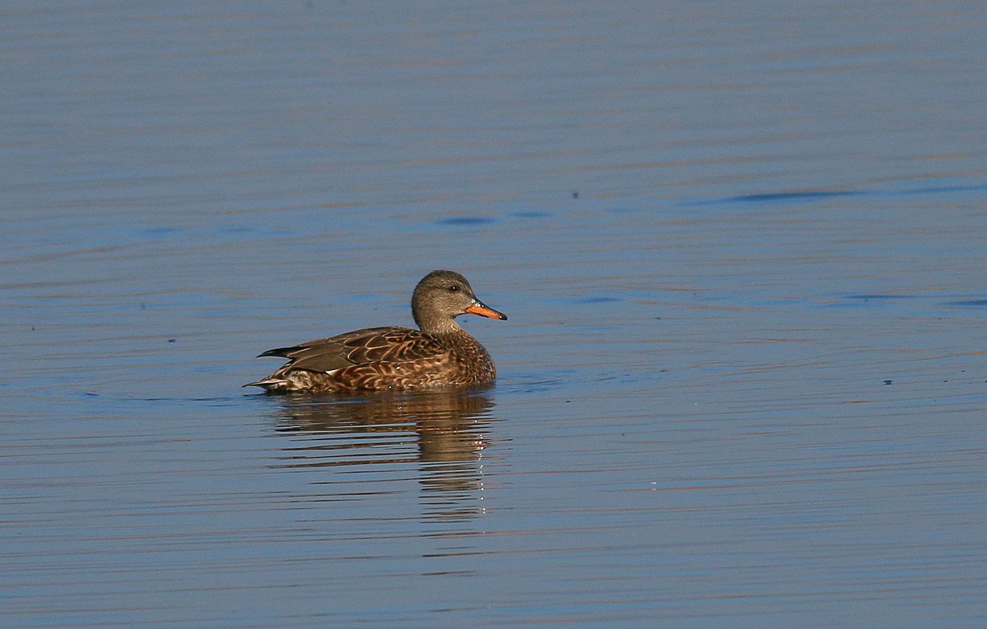 Gadwall