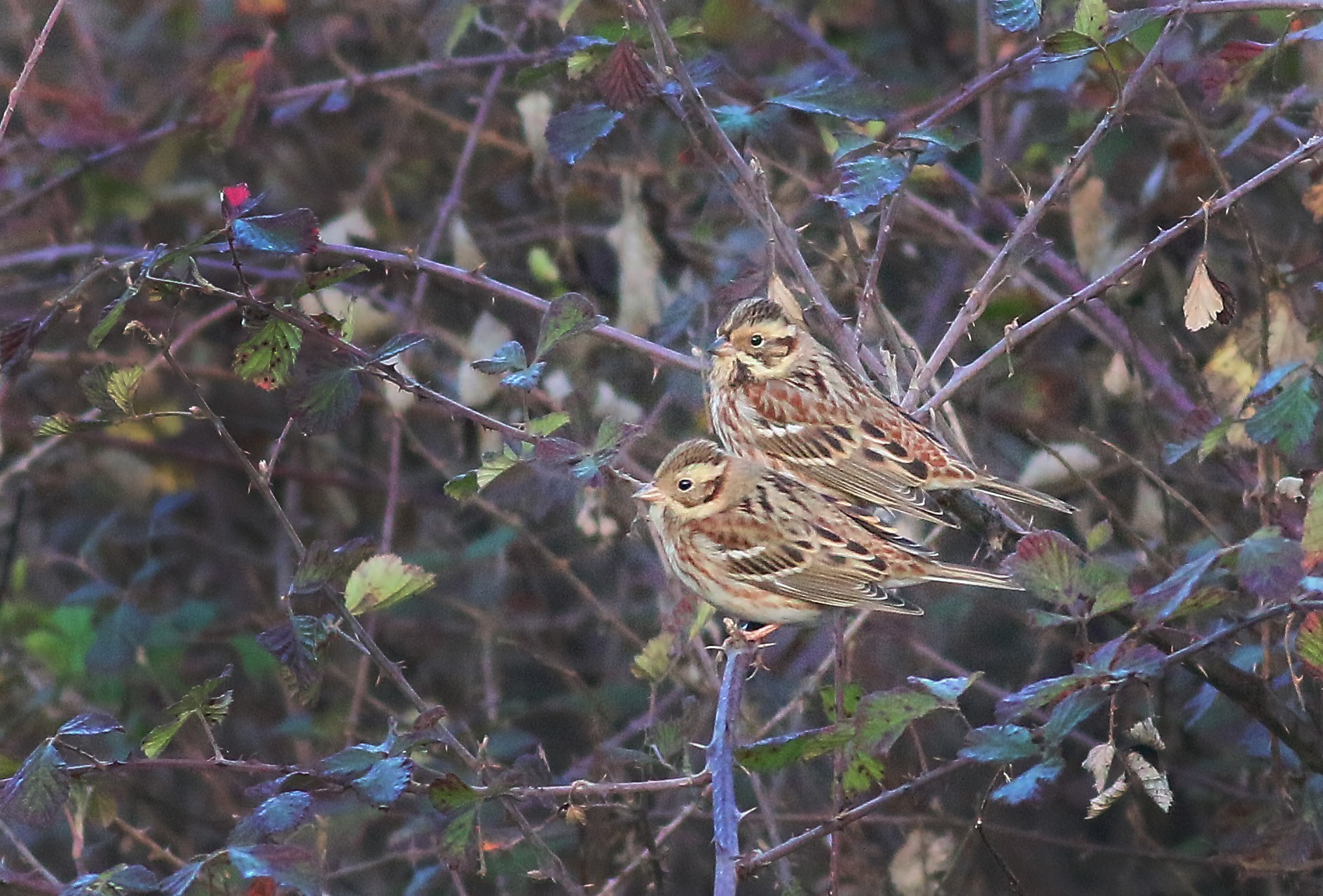 Rustic Bunting — Ana fotoğraf