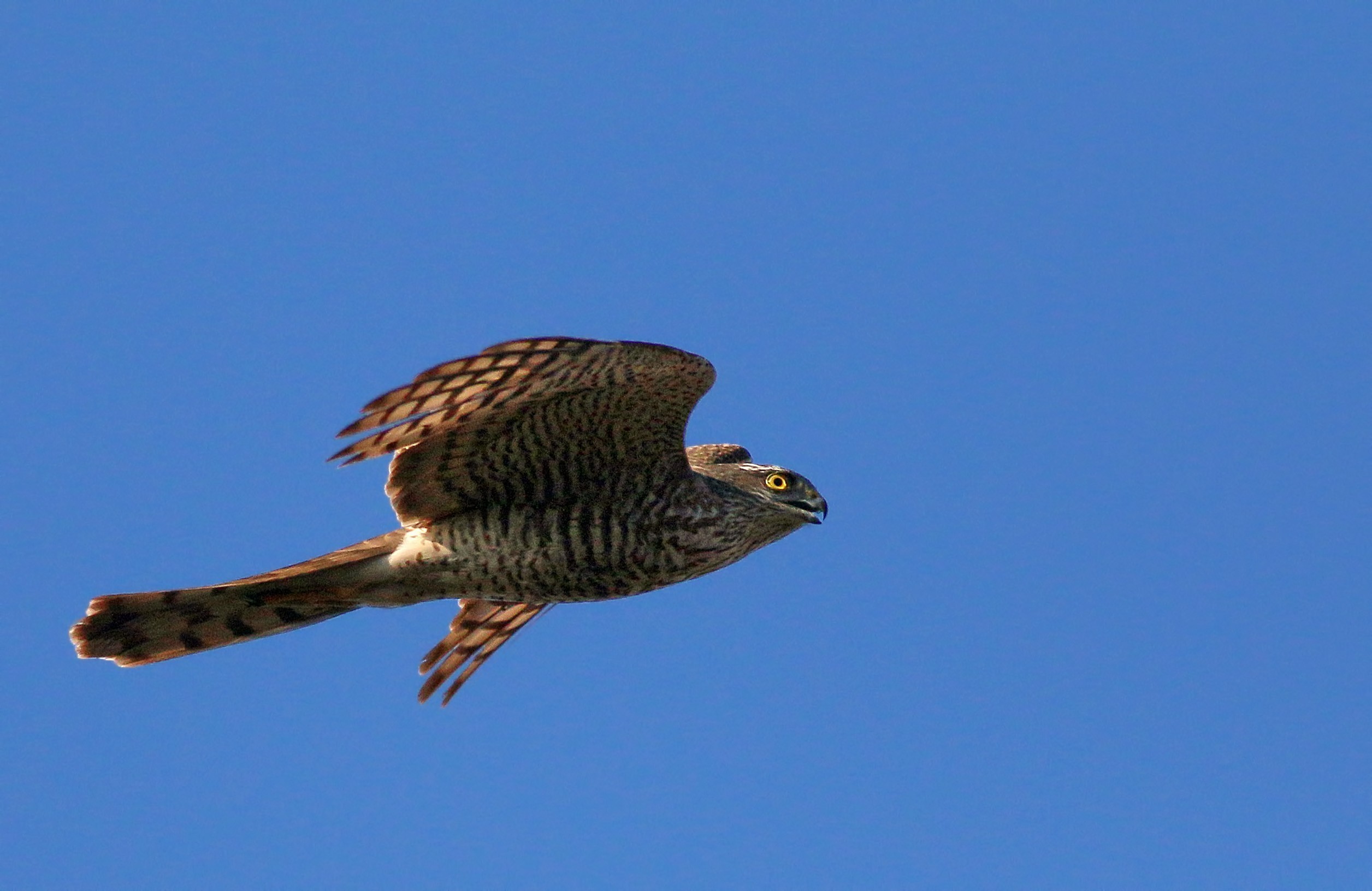 Eurasian Sparrowhawk