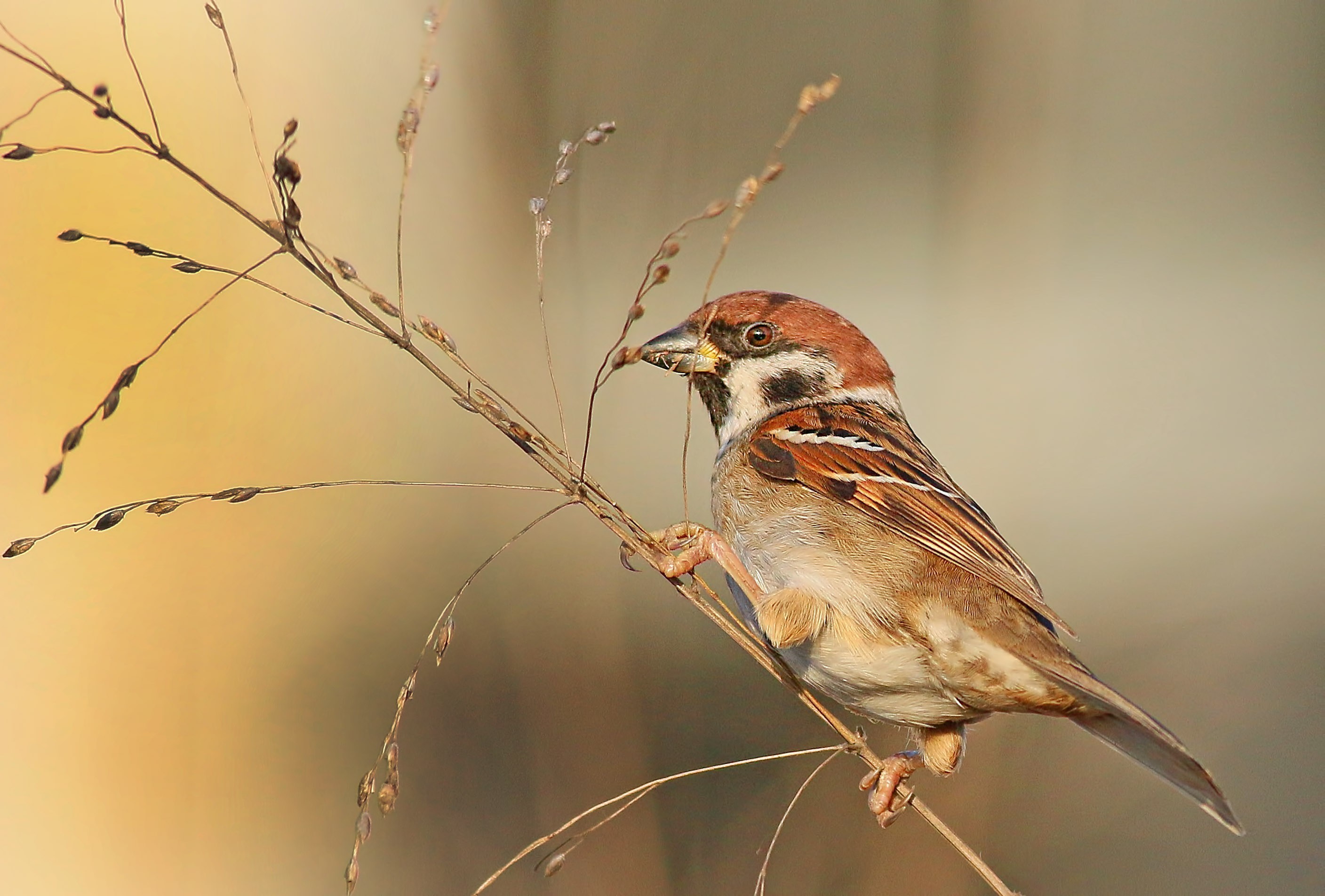 Eurasian Tree Sparrow
