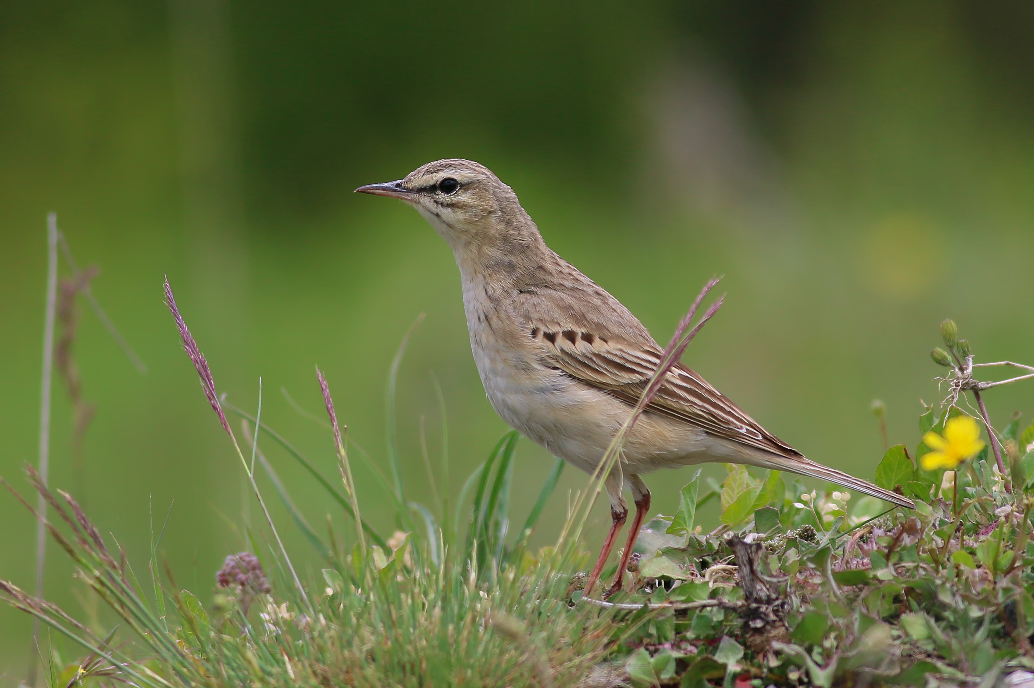Tawny Pipit