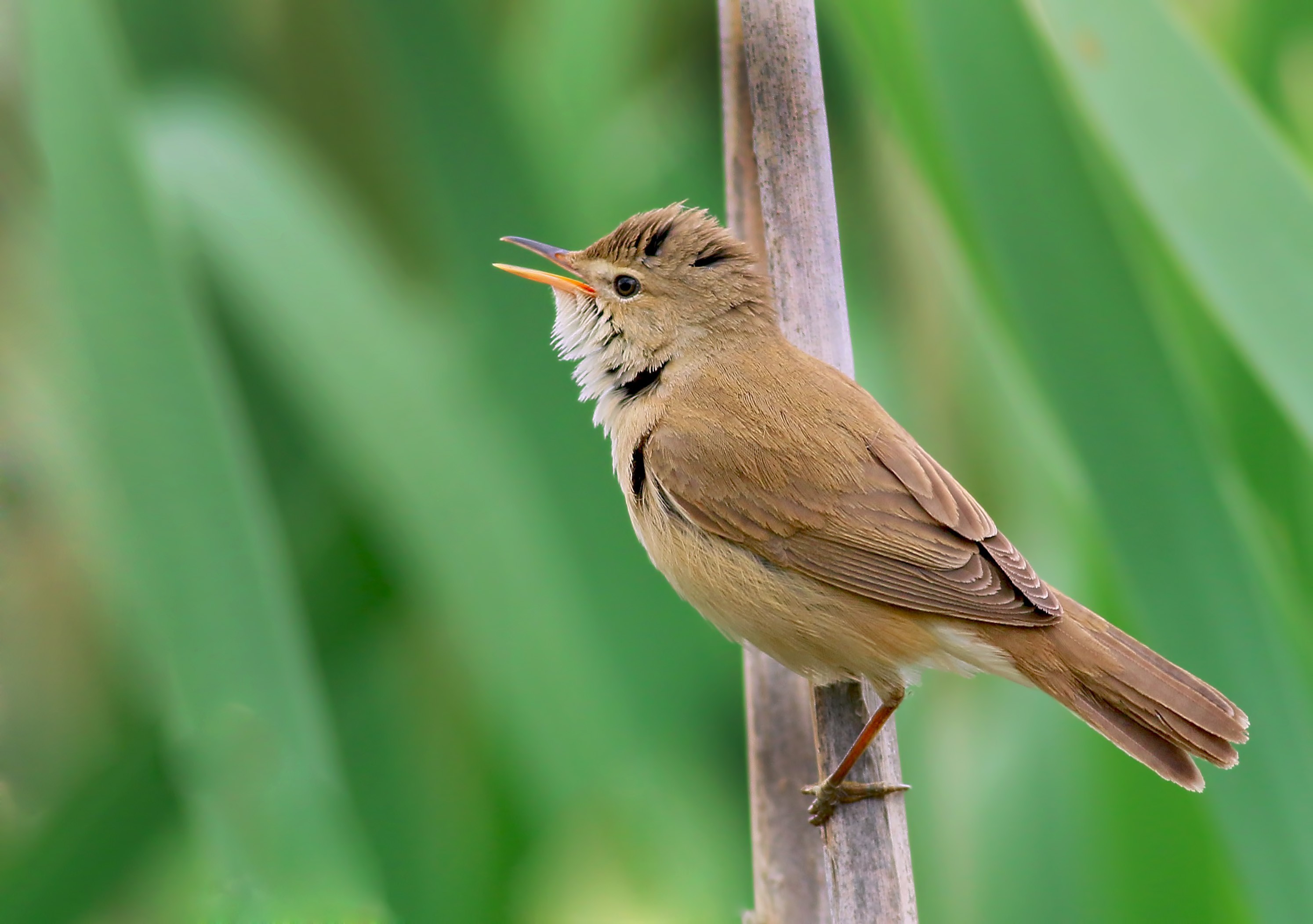 Eurasian Reed Warbler