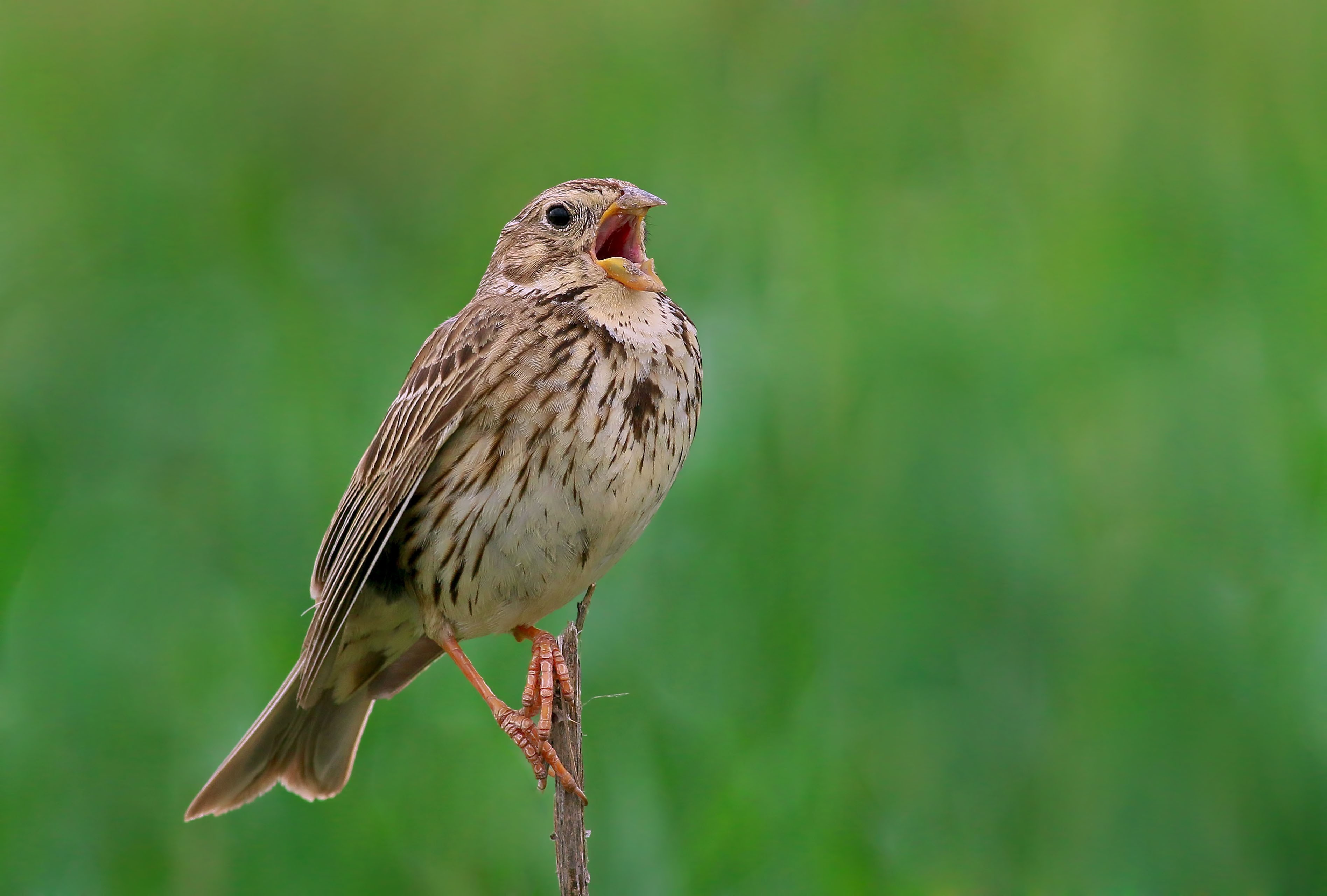 Corn Bunting