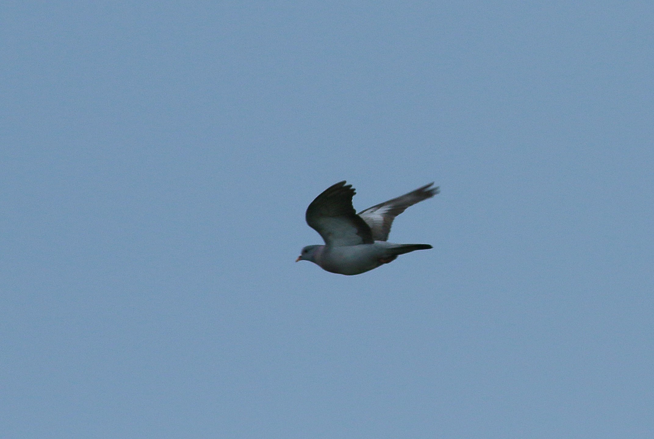 Stock Dove