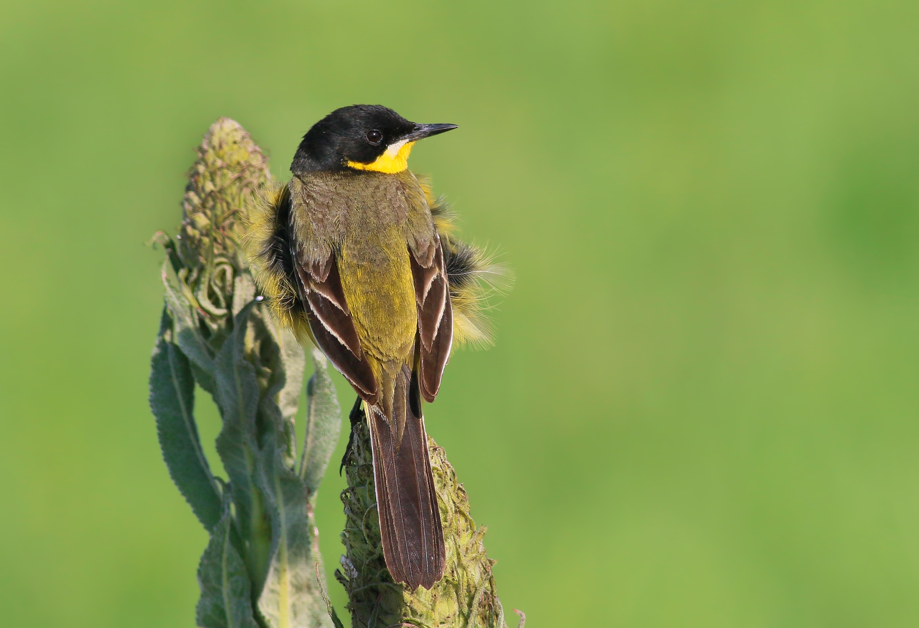 Western Yellow Wagtail