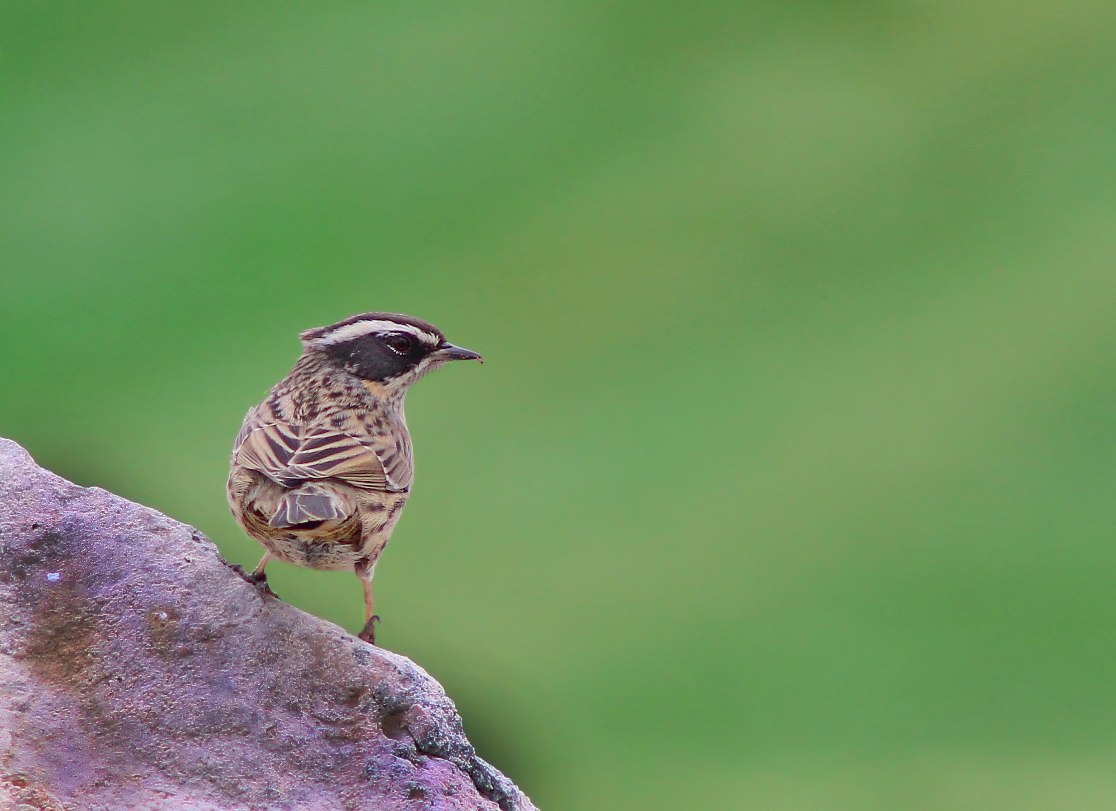 Radde's Accentor