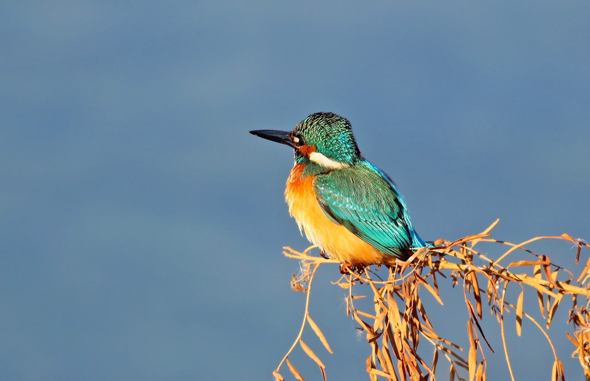 Common Kingfisher