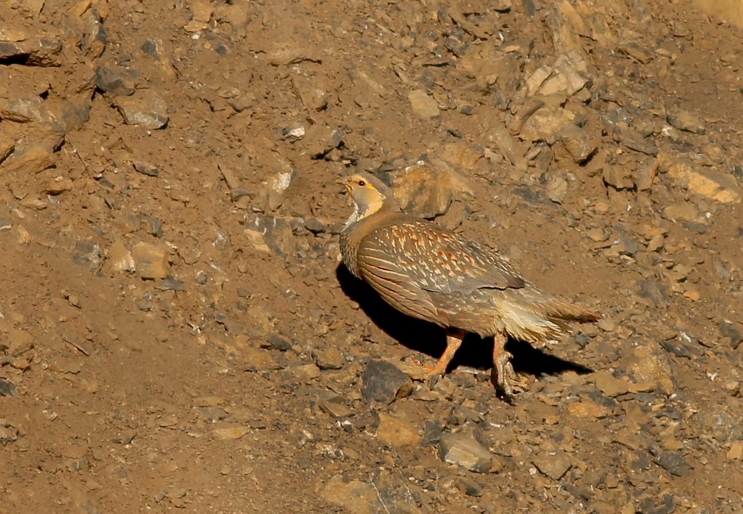 Caspian Snowcock