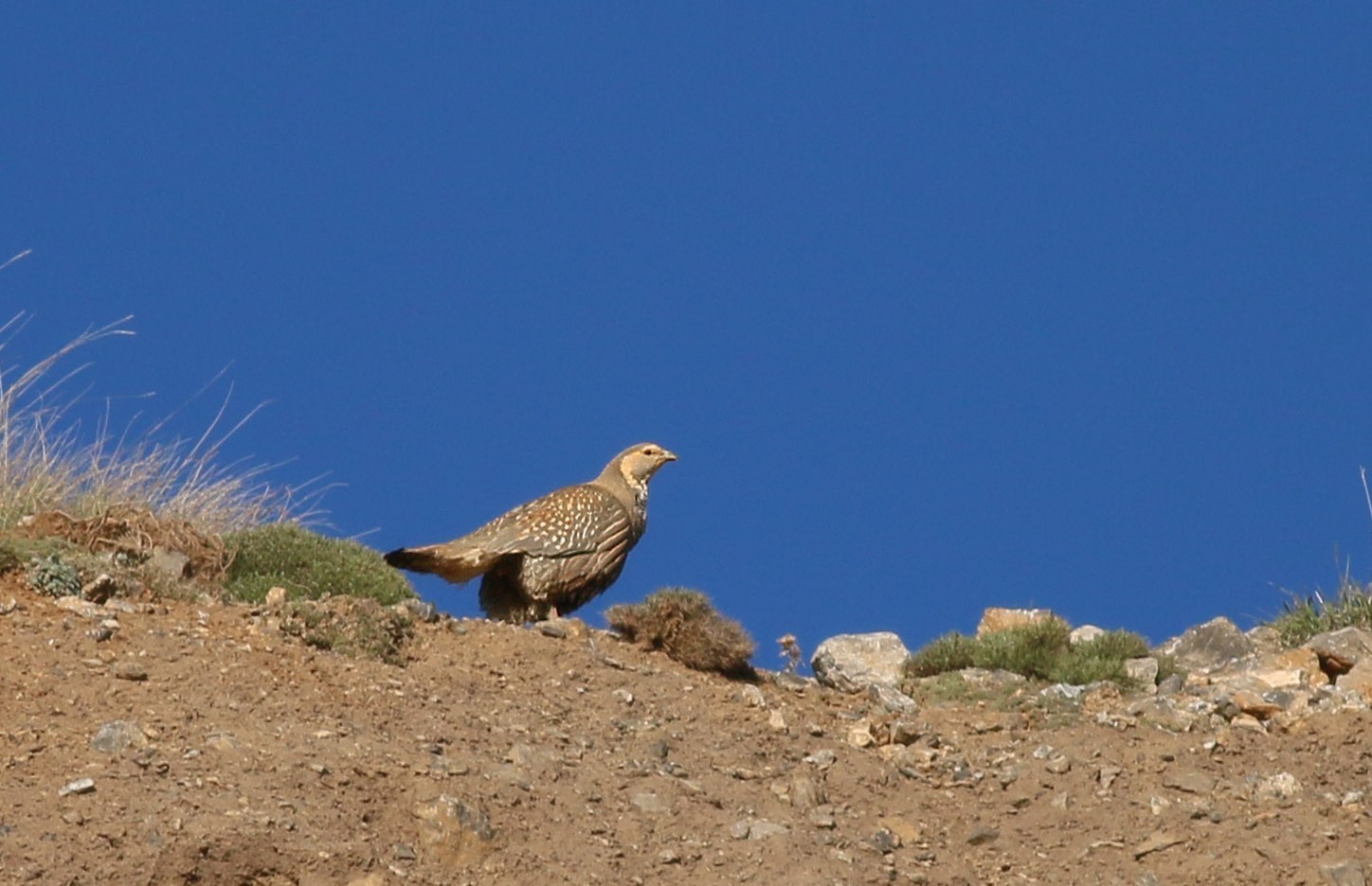 Caspian Snowcock