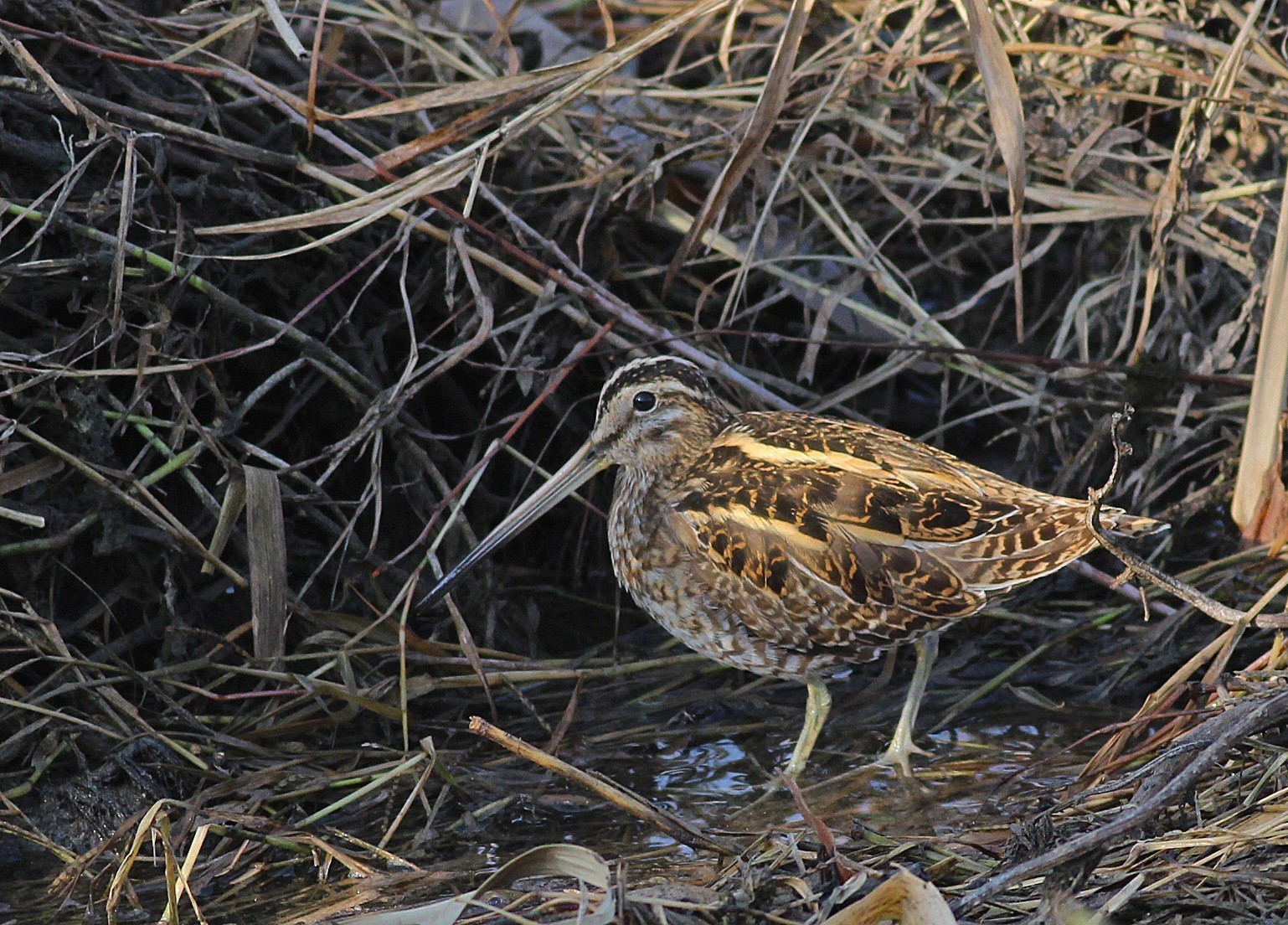 Great Snipe