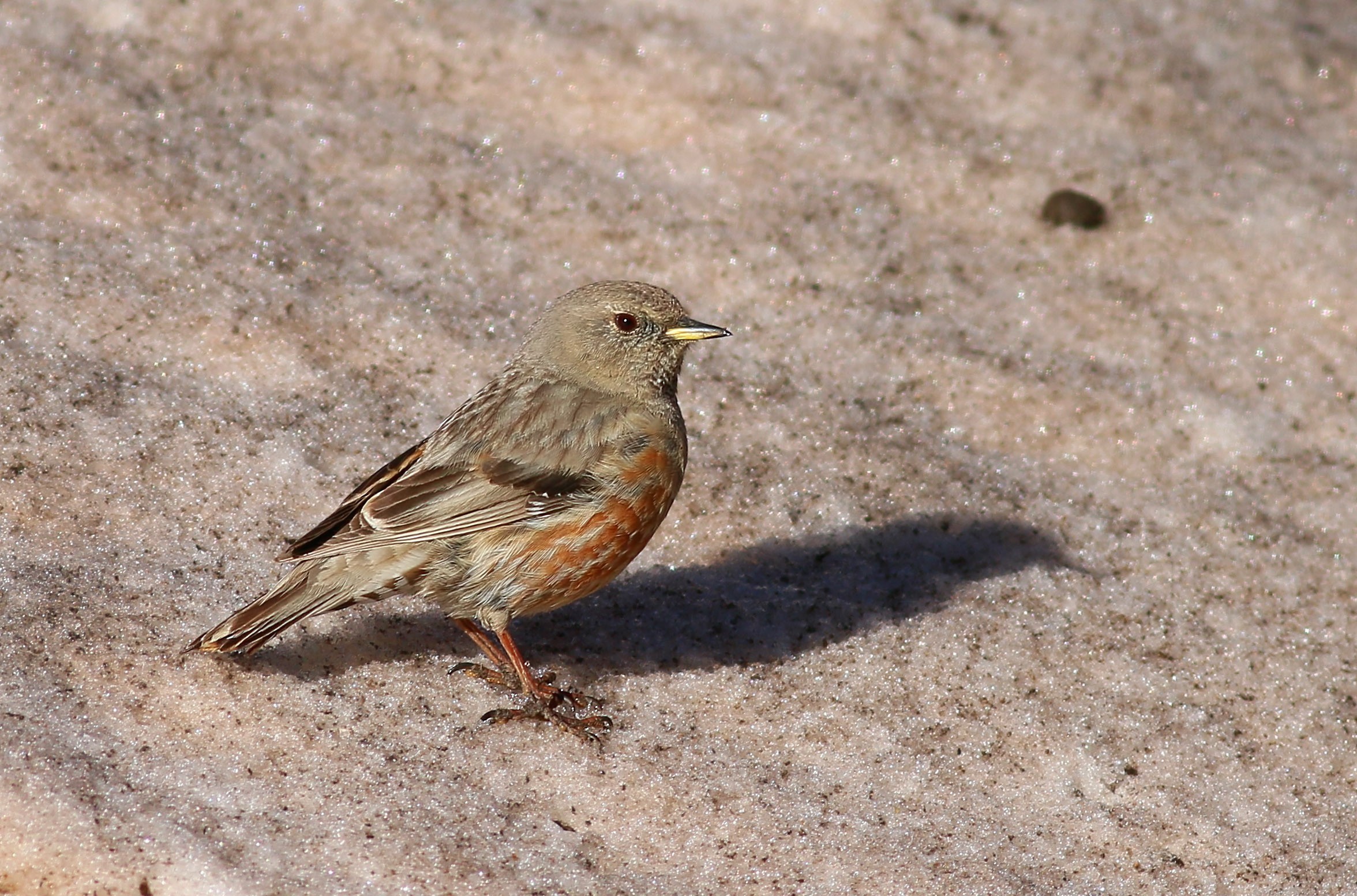 Alpine Accentor