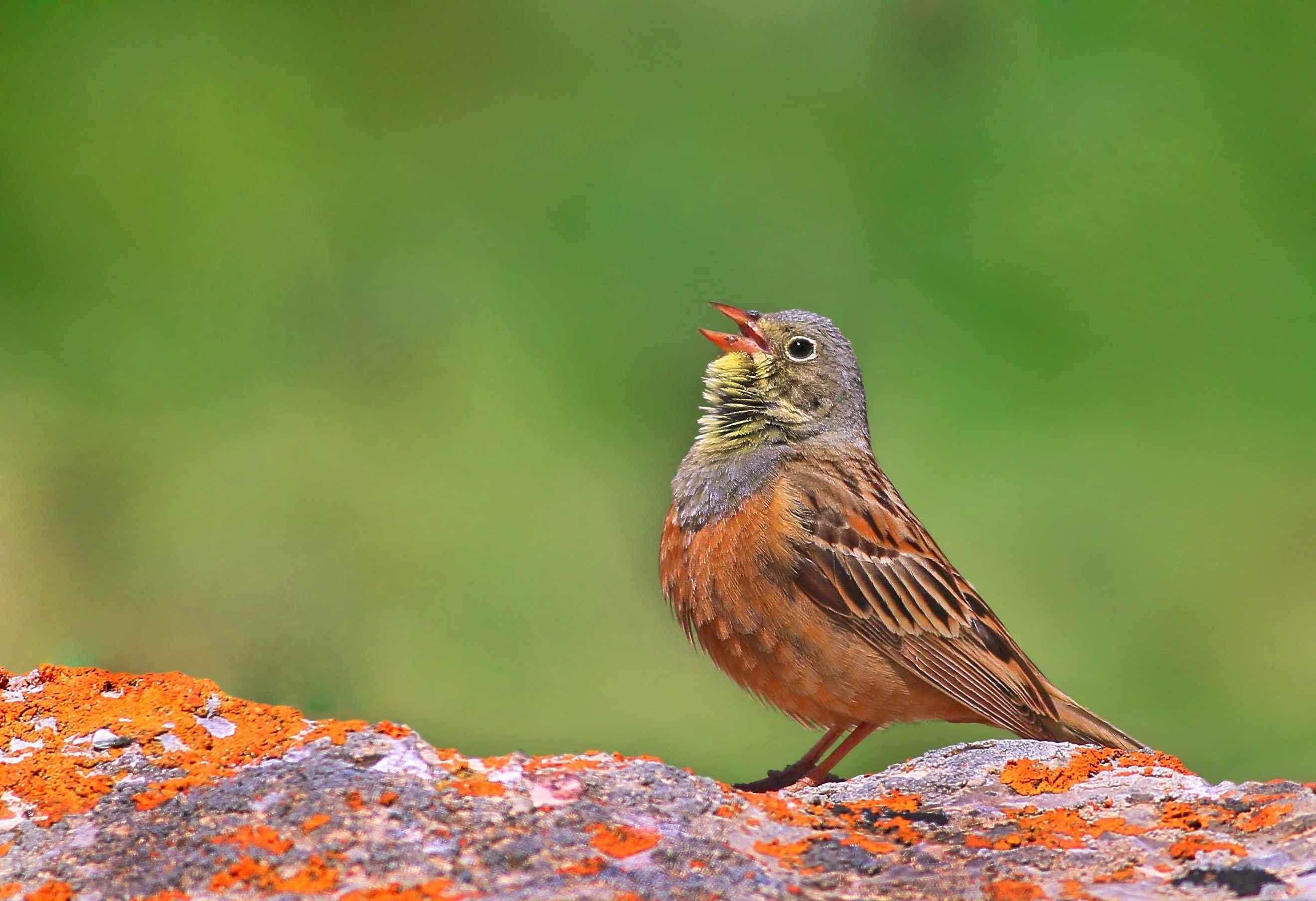 Ortolan Bunting