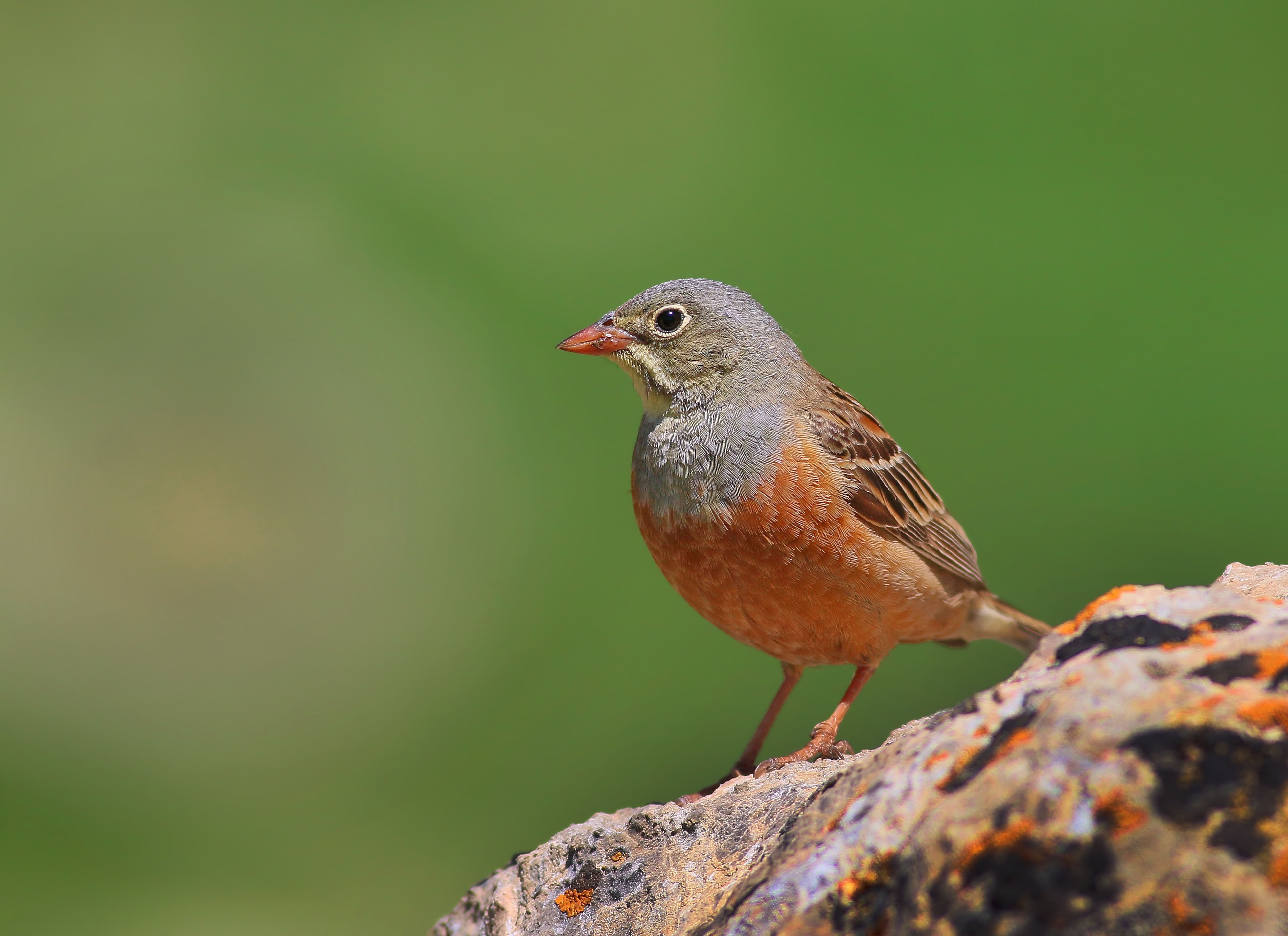 Ortolan Bunting