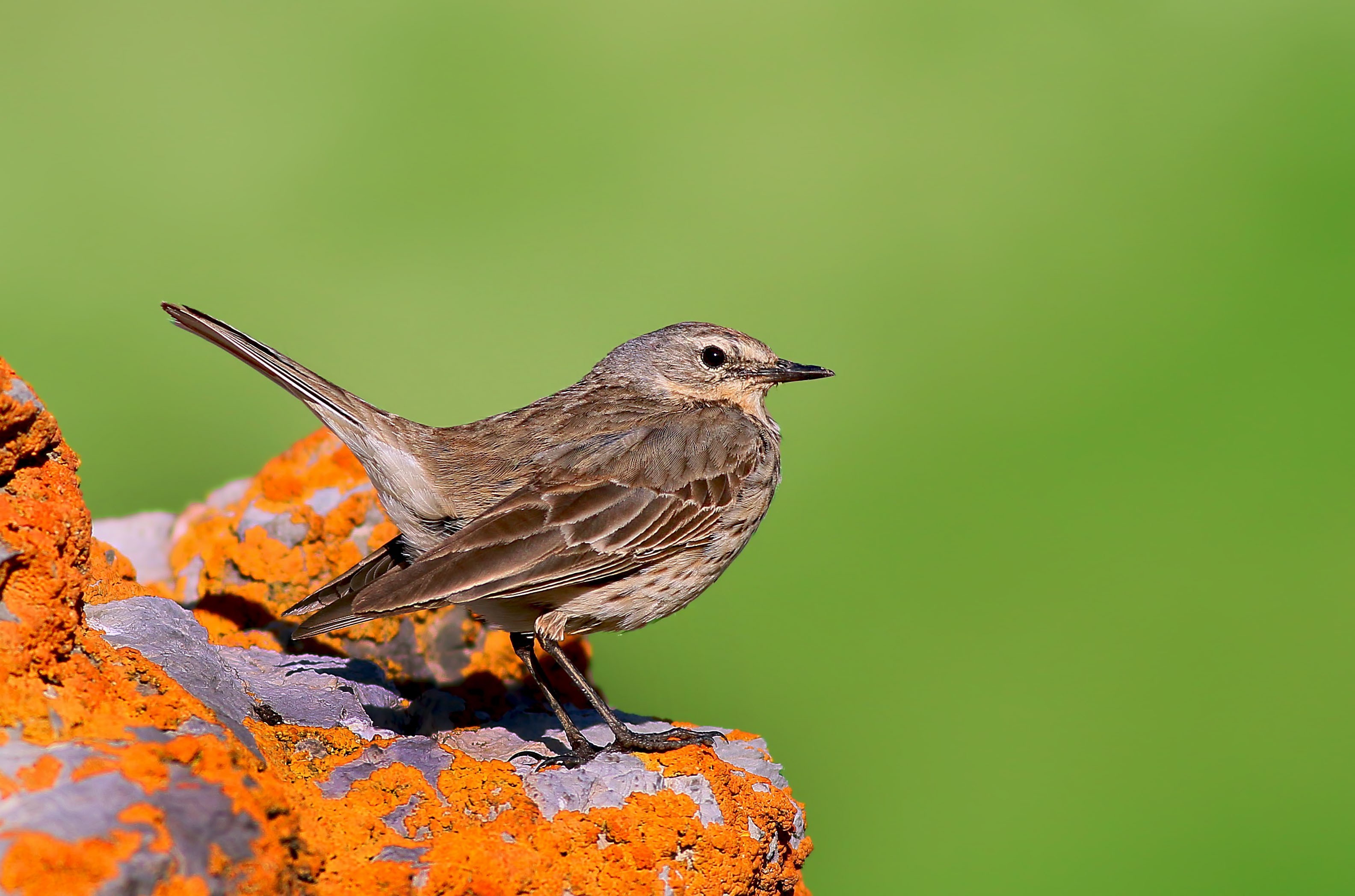 Water Pipit