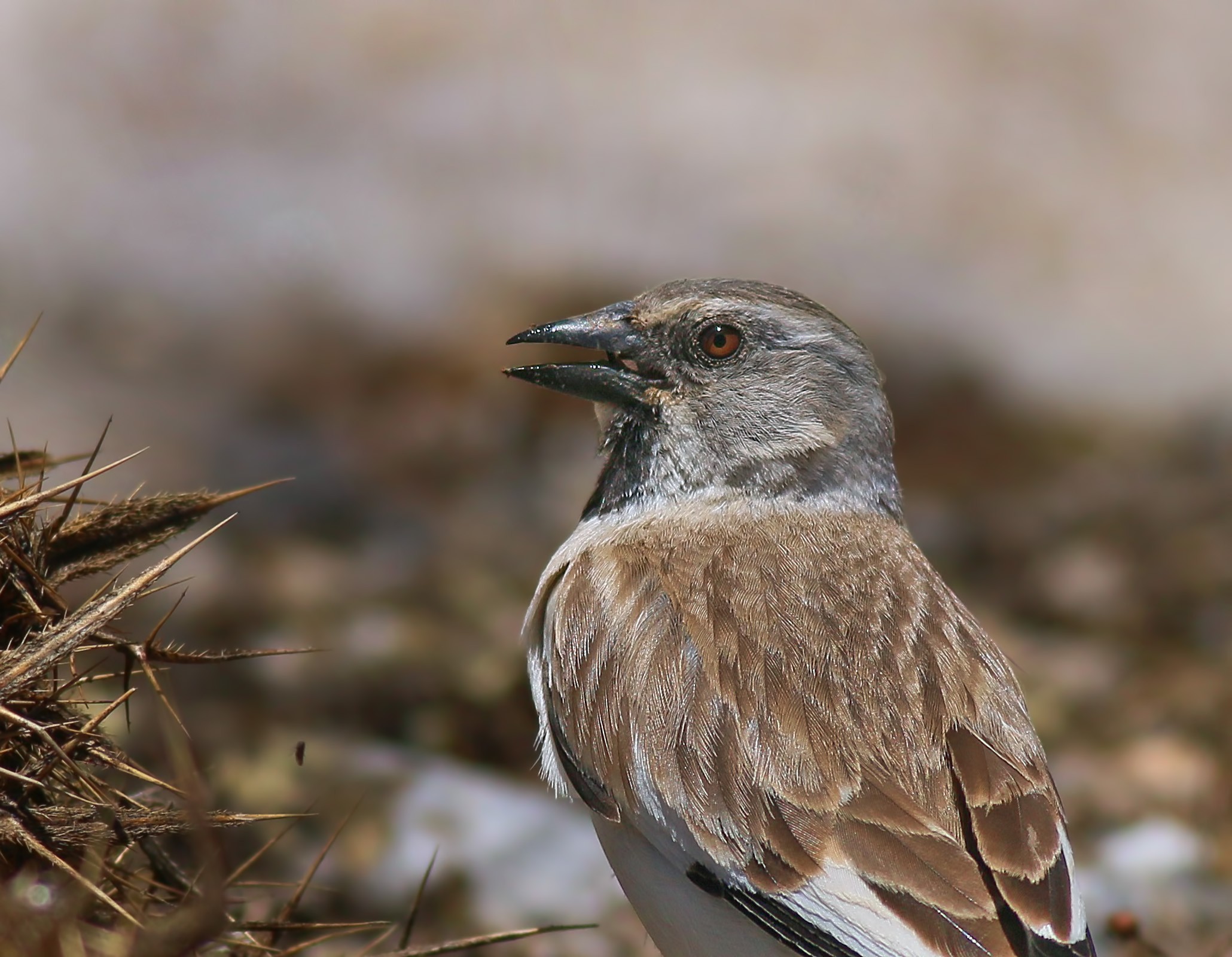 White-winged Snowfinch