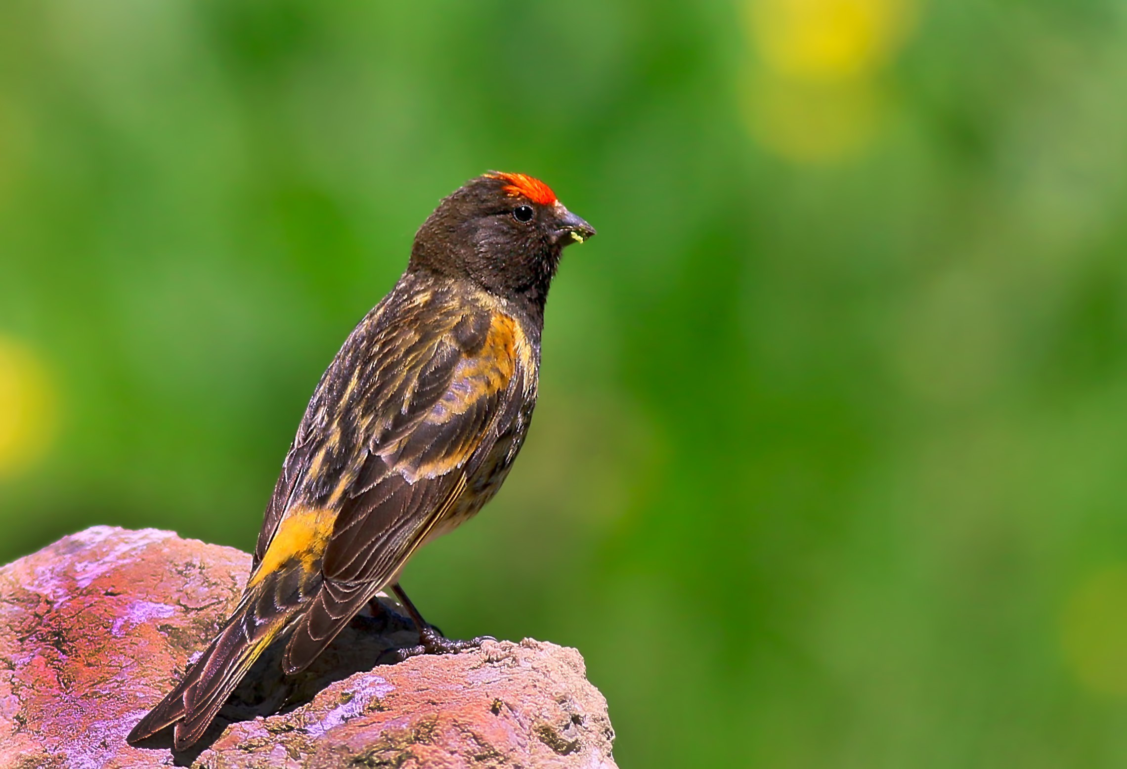 Fire-fronted Serin