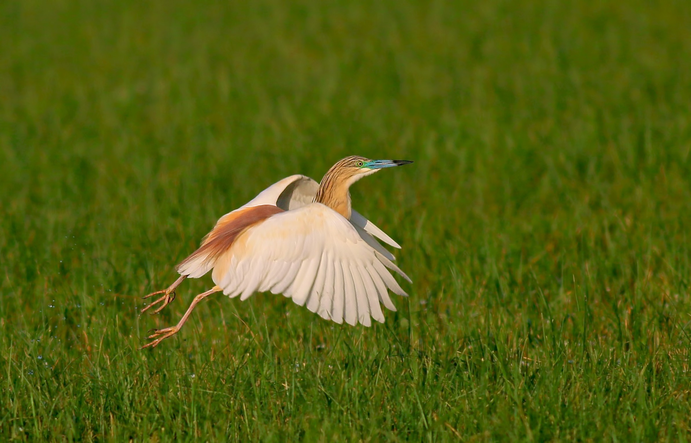 Squacco Heron