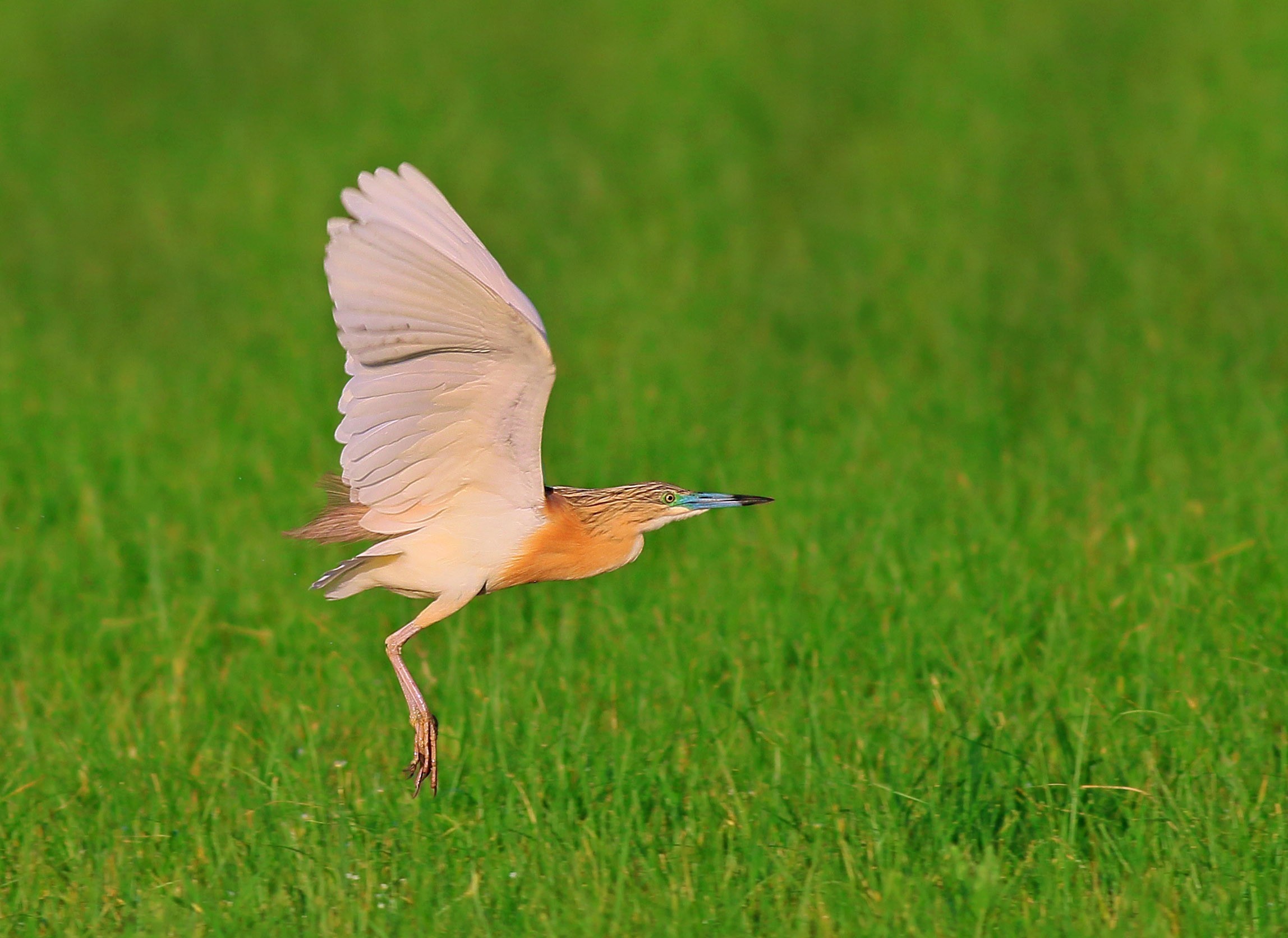 Squacco Heron