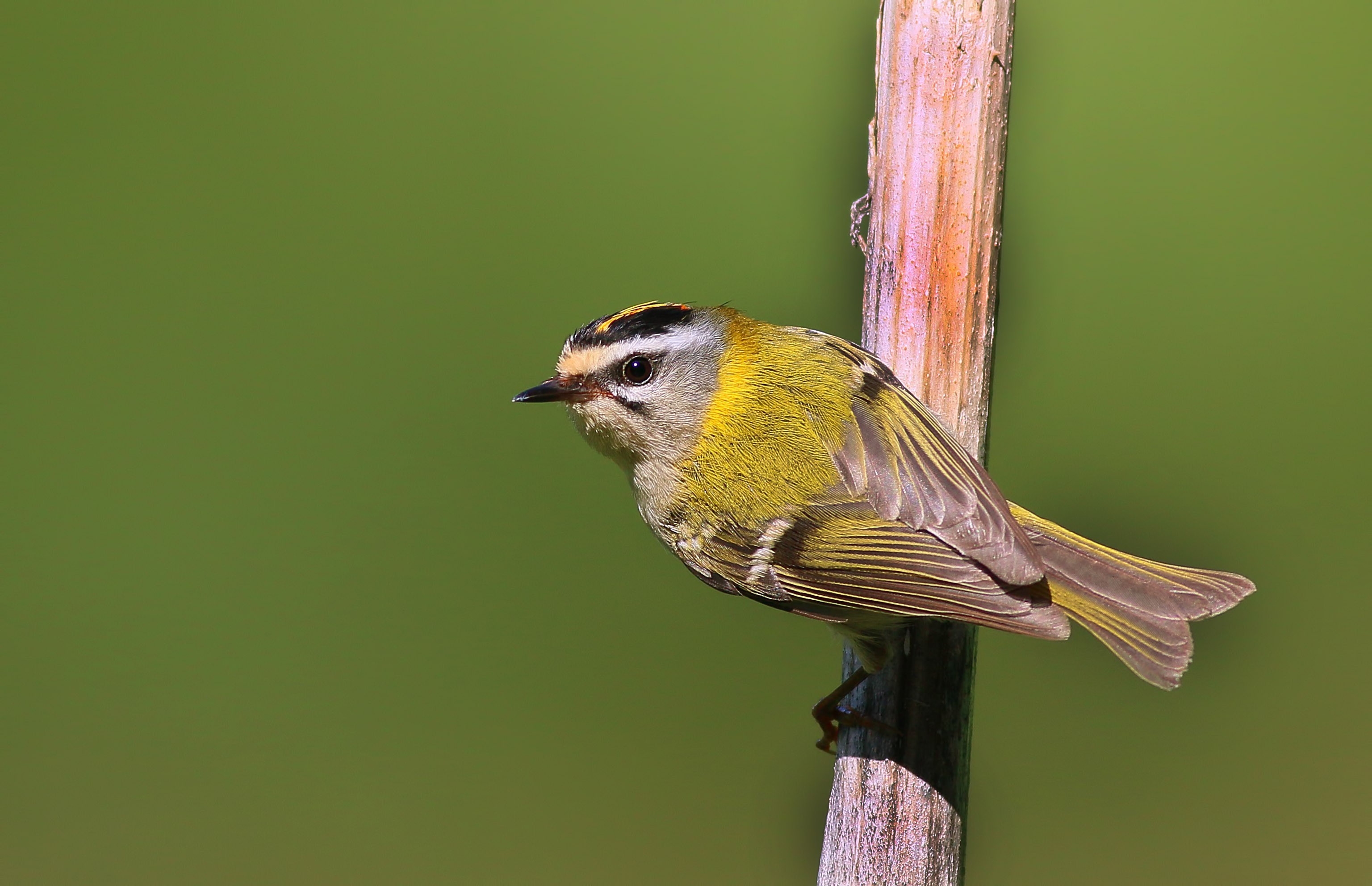 Common Firecrest