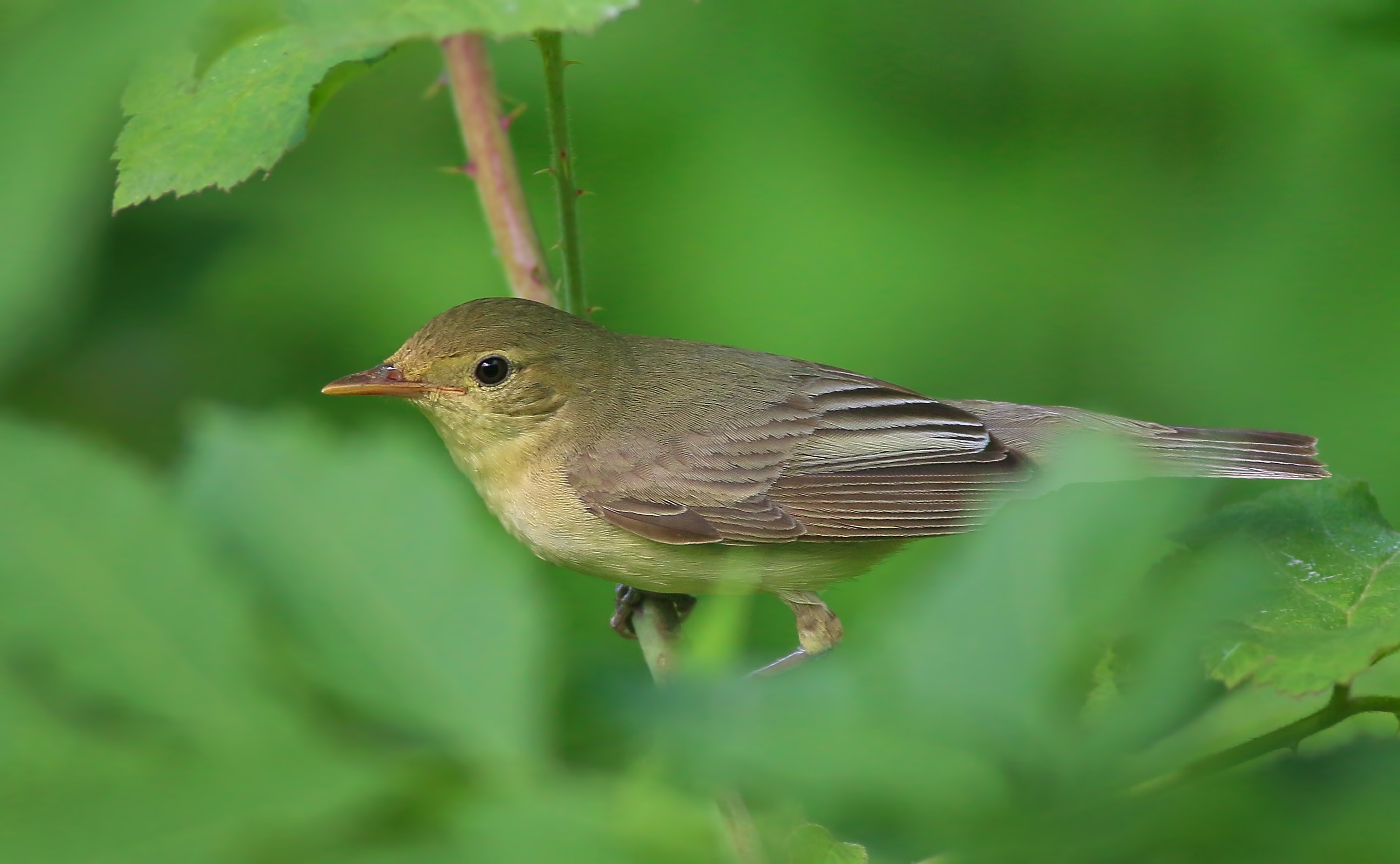 Icterine Warbler