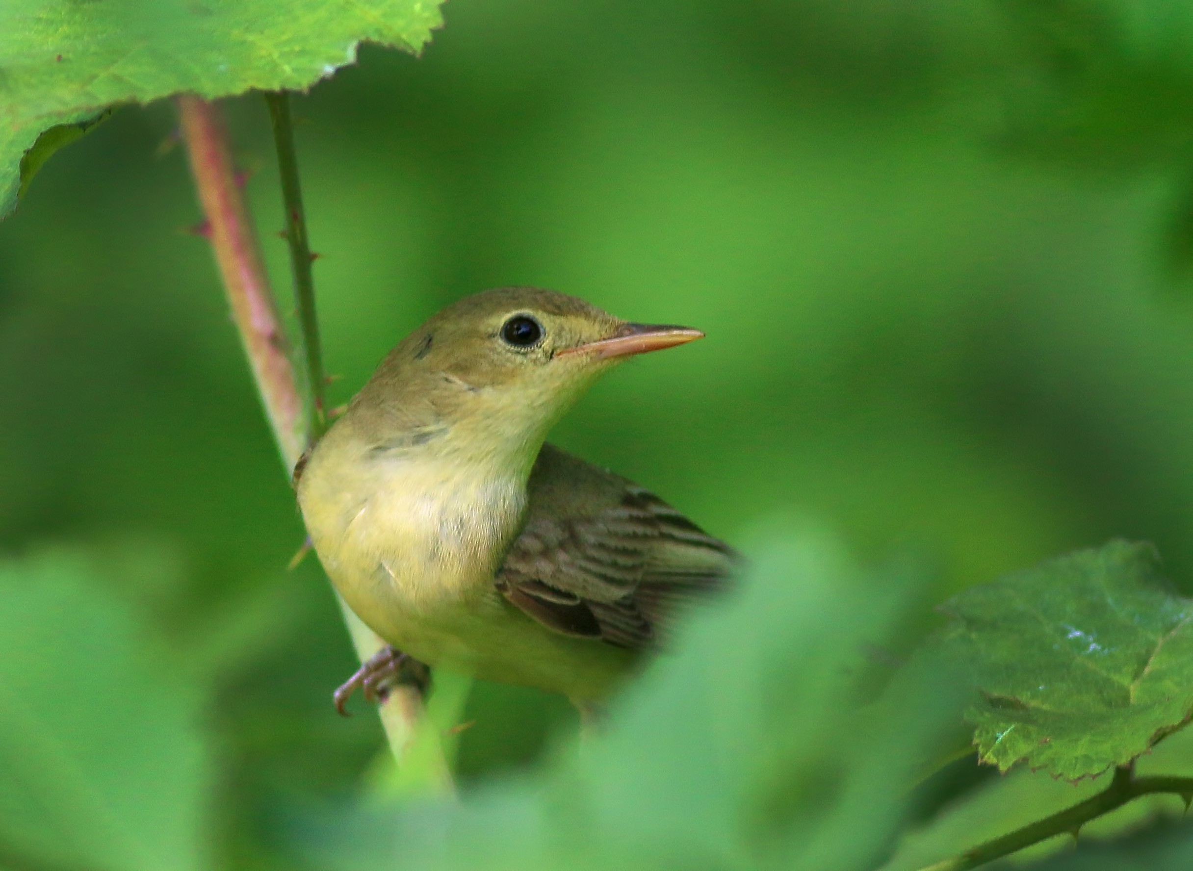 Icterine Warbler
