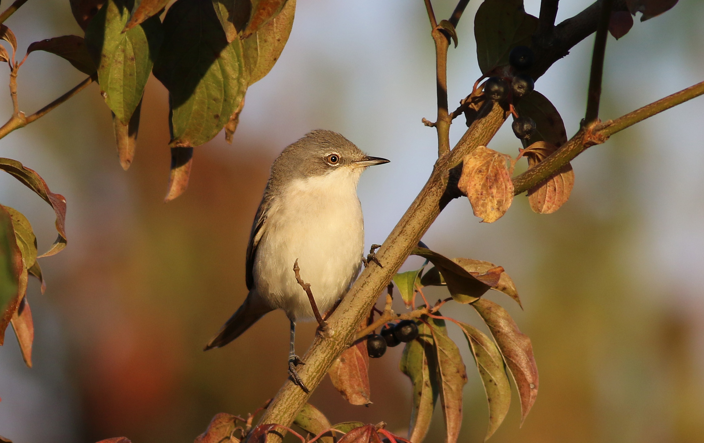 Lesser Whitethroat