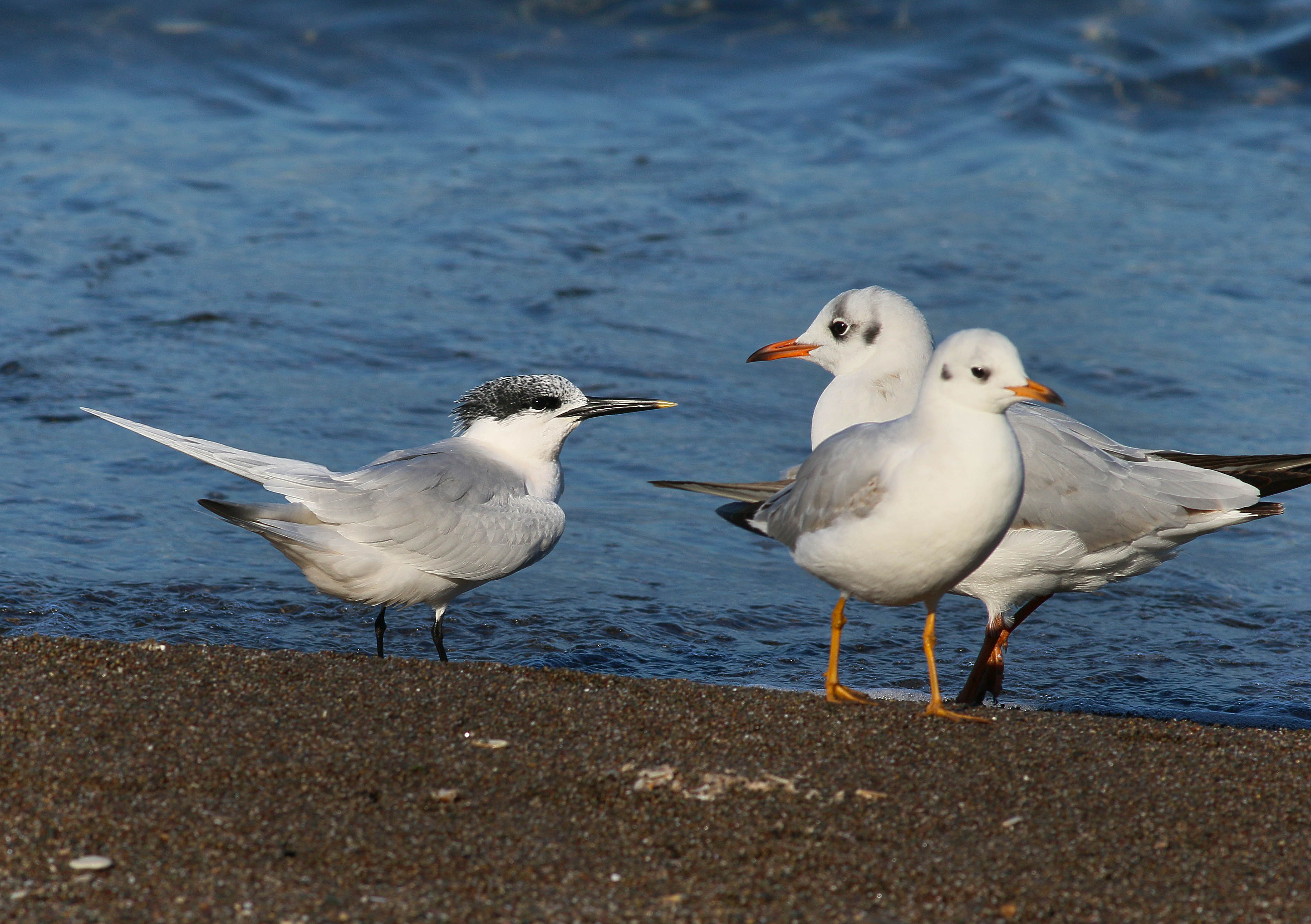 Sandwich Tern