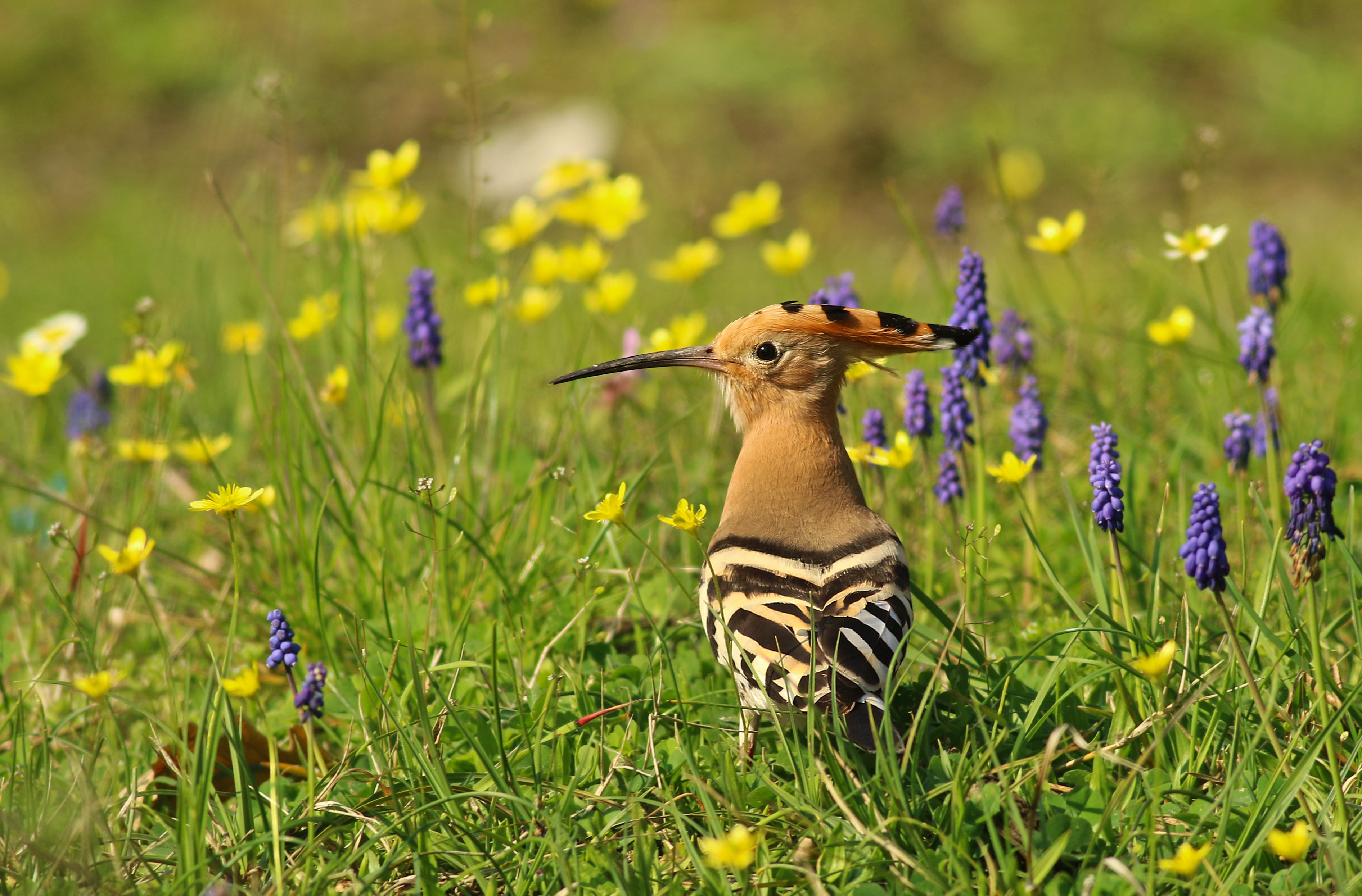 Eurasian Hoopoe