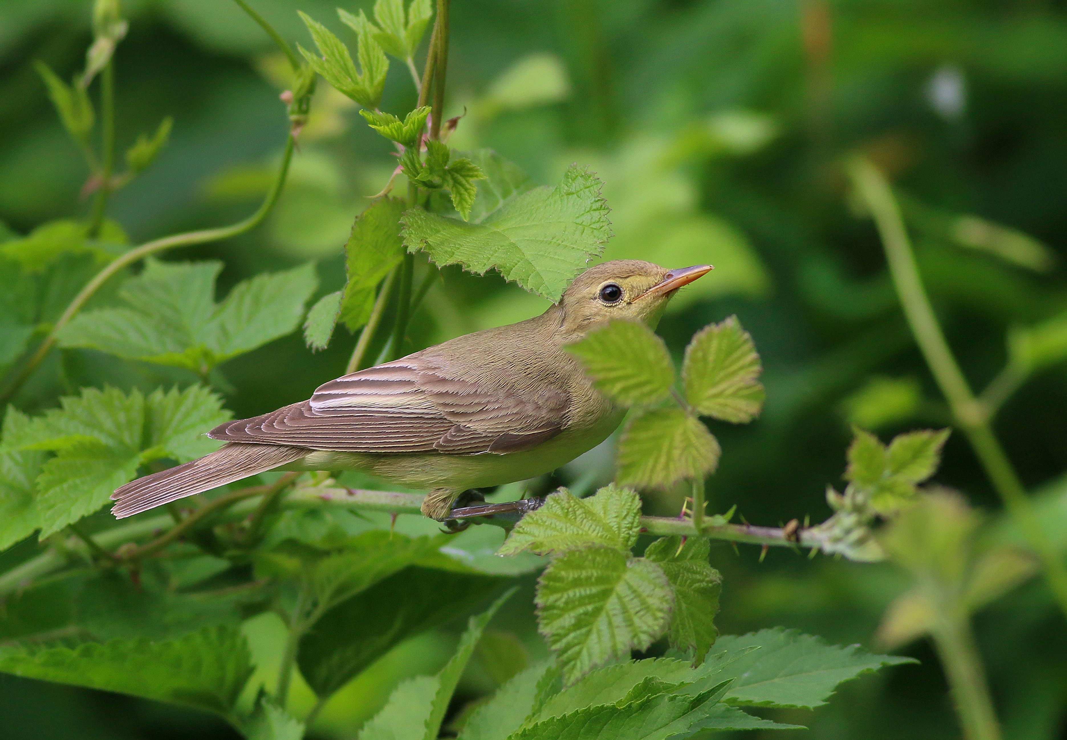 Icterine Warbler