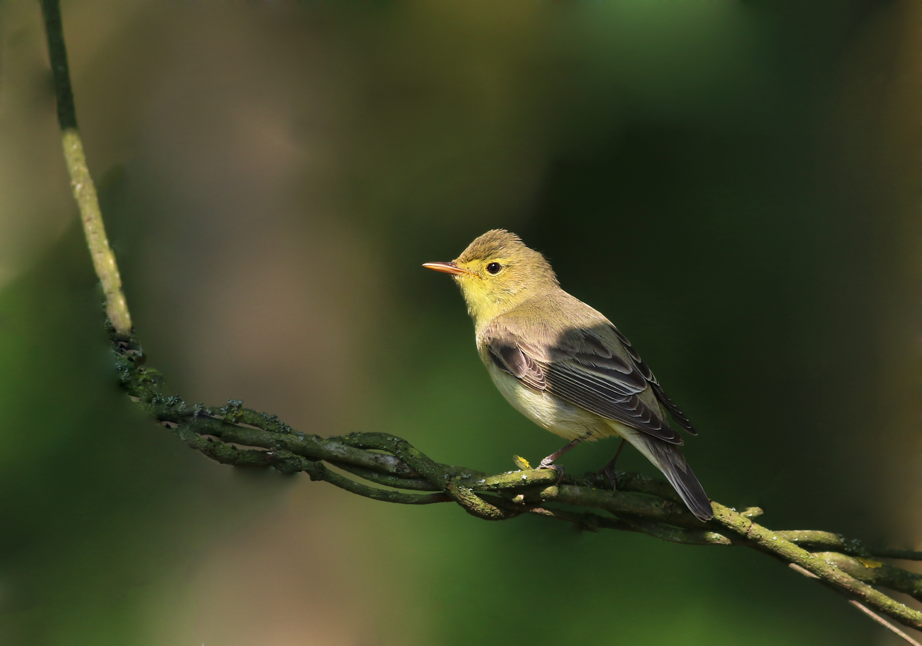 Icterine Warbler