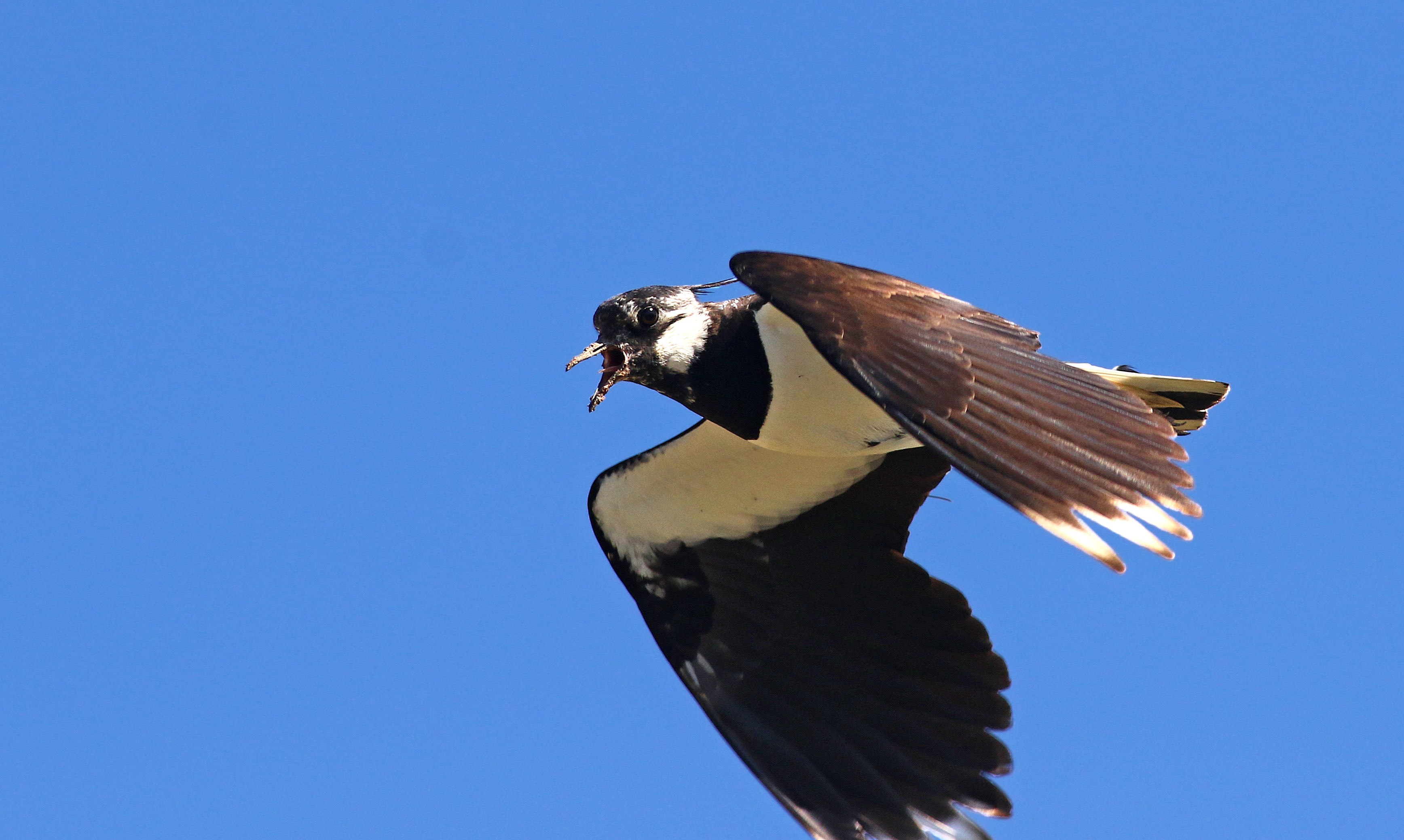 Northern Lapwing