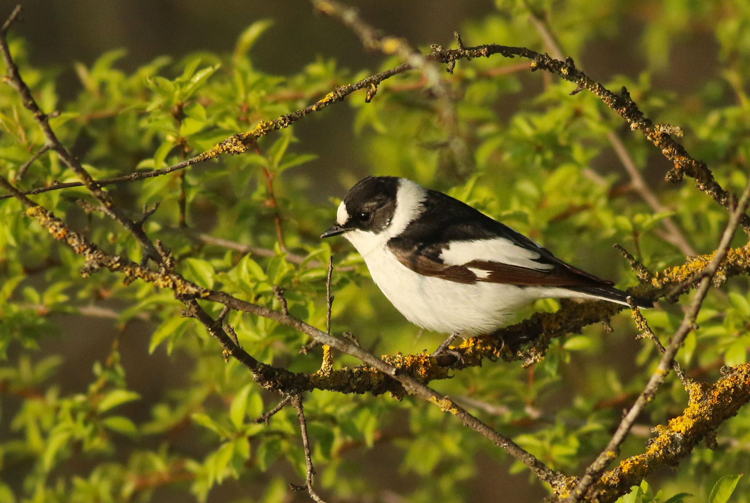 Collared Flycatcher