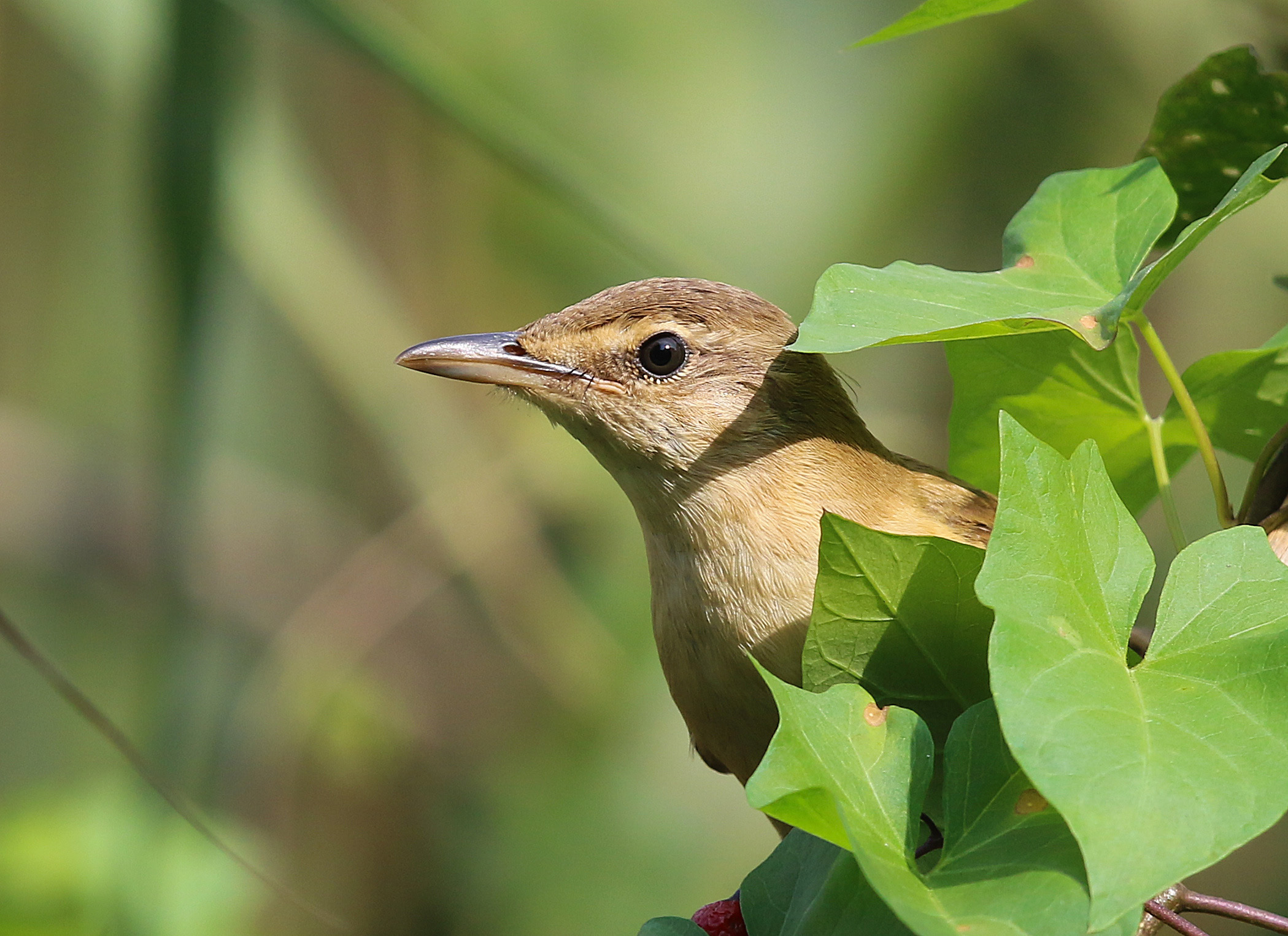 Great Reed Warbler